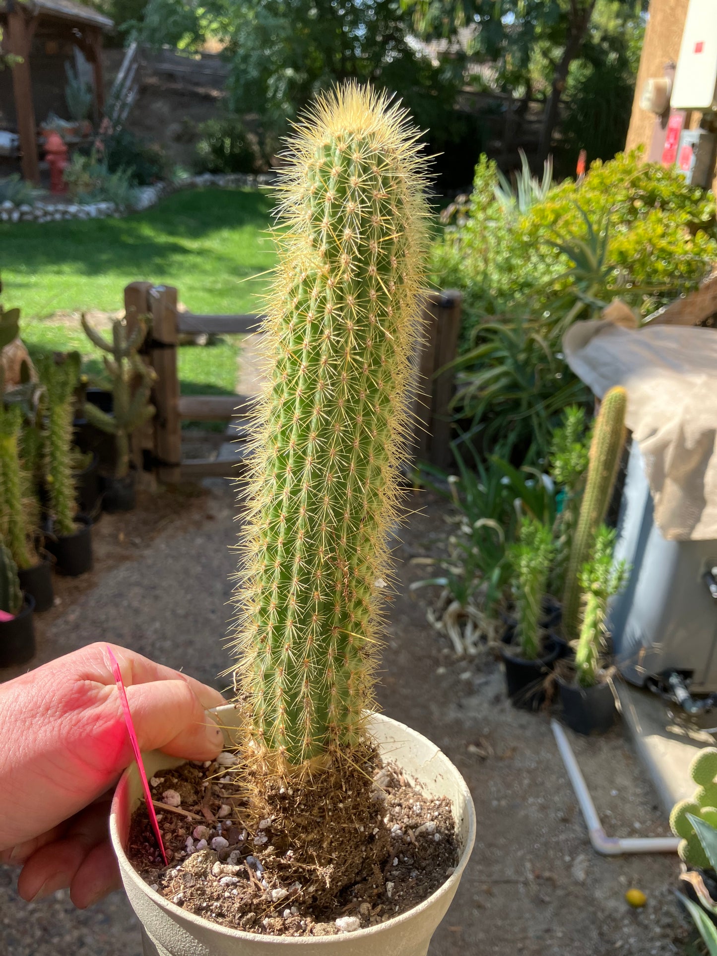 Cleistocactus hyalacanthus Cactus Columnar 10”Tall #101R