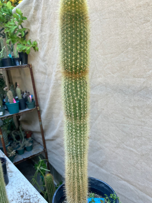 Weberbauerocereus winterianus Golden Fast Growing Columnar 21"Tall 8" circ. #21B