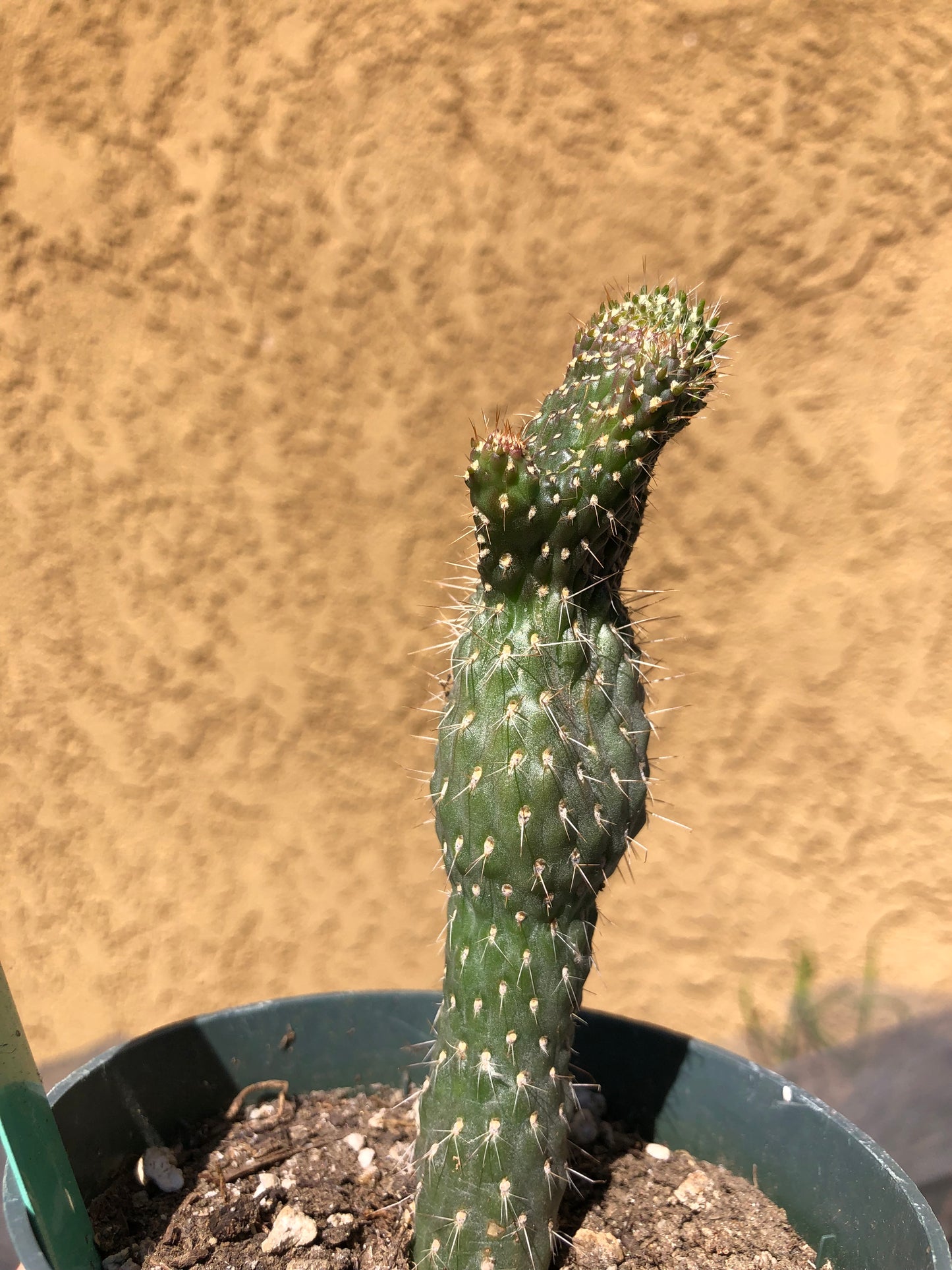 Cylindropuntia fulgida Cholla Boxing Glove Cactus Crest 4.5"Tall #46G