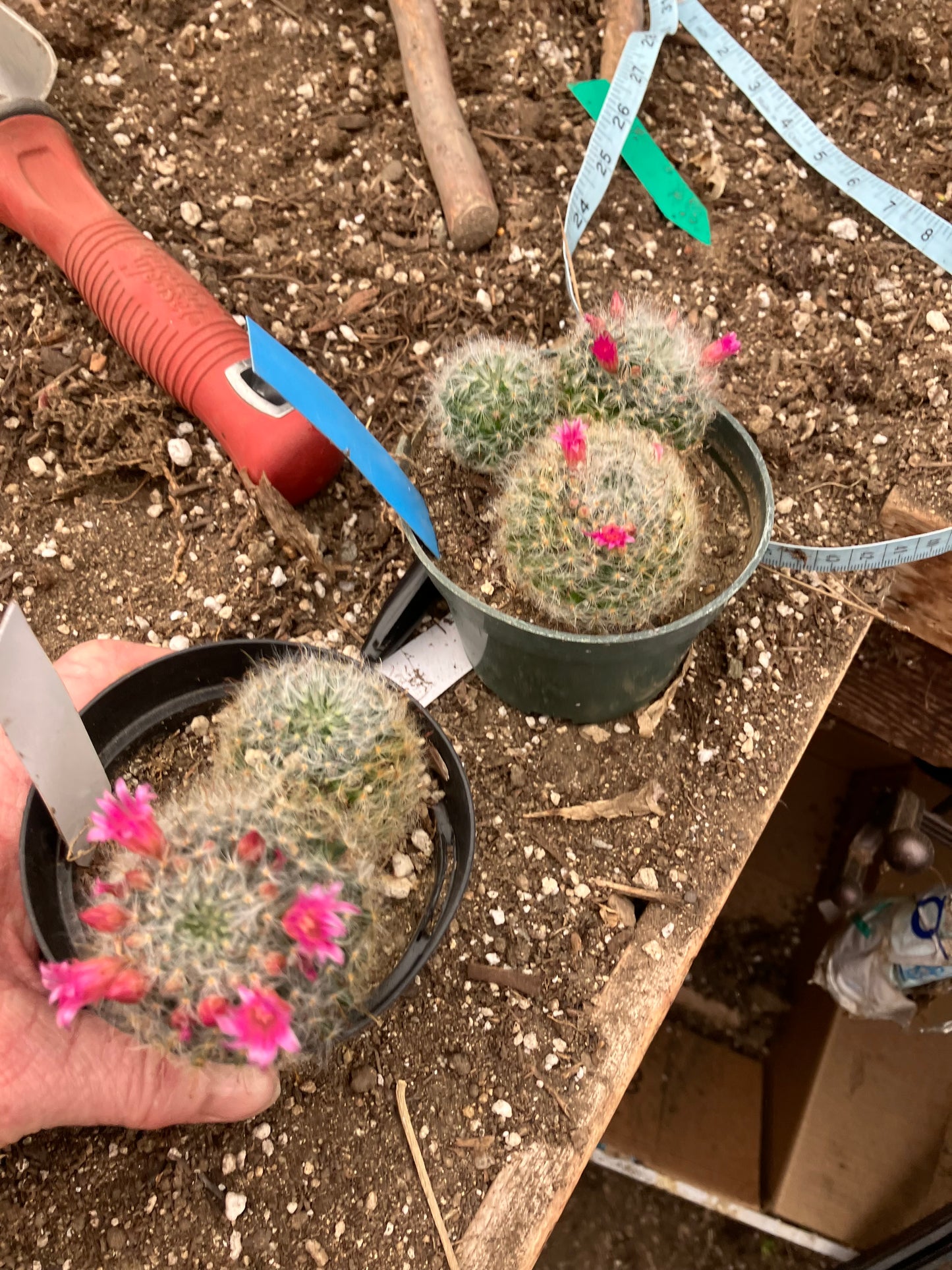 Mammillaria bocasana rosalviflora Powder Puff Cluster 4"W #47W"This Plant"