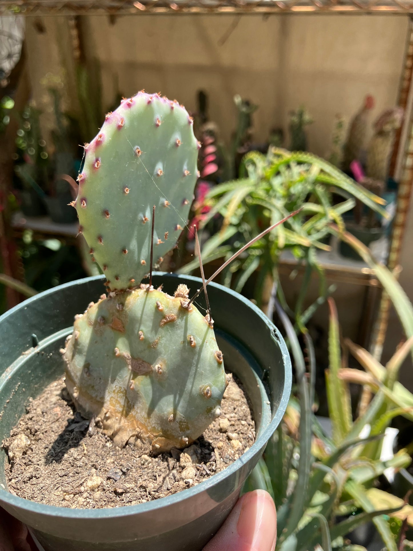 Opuntia Santa Rita Purple Prickly Pear 4"Tall #40W