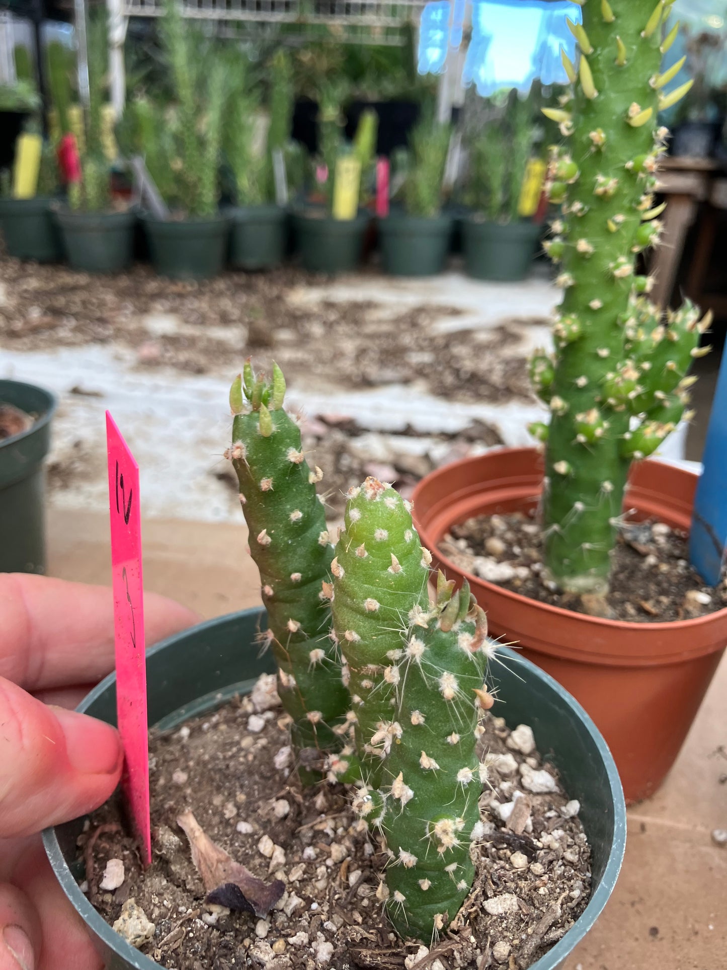 Austrocylindropuntia Cactus Gumbi Mini Eve's Needle 3"Tall #12P