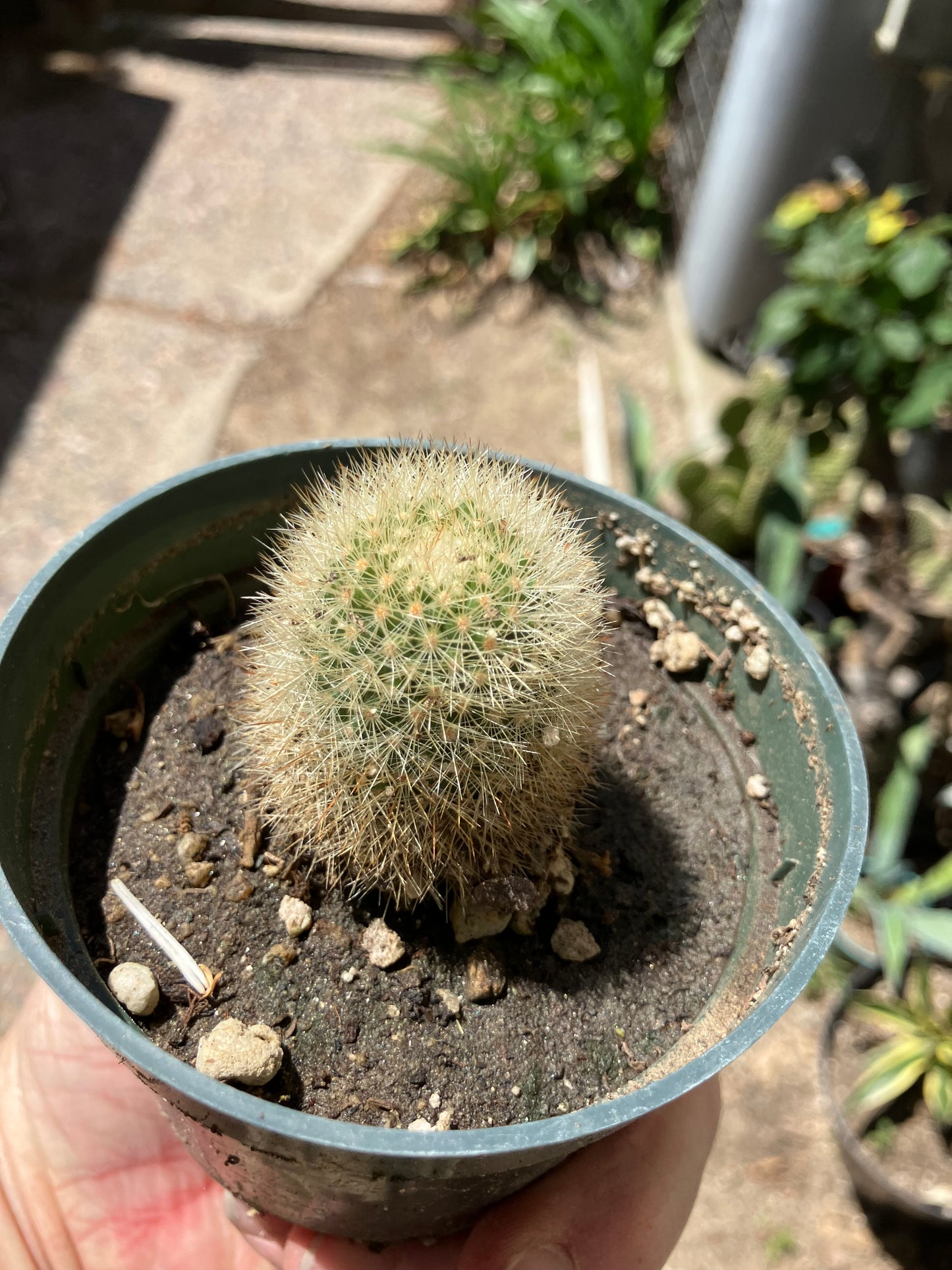 Notocactus Parodia scopa Silver Ball/Snowball Cactus 2.5" Tall #23B