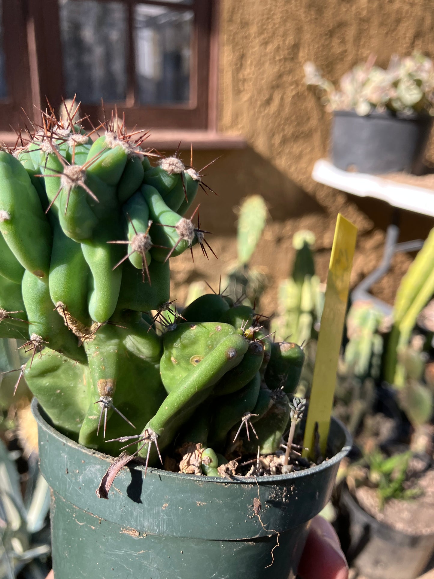 Cereus Peruvianus Monstrose Night Blooming 5"Tall 3" Wide #53Y