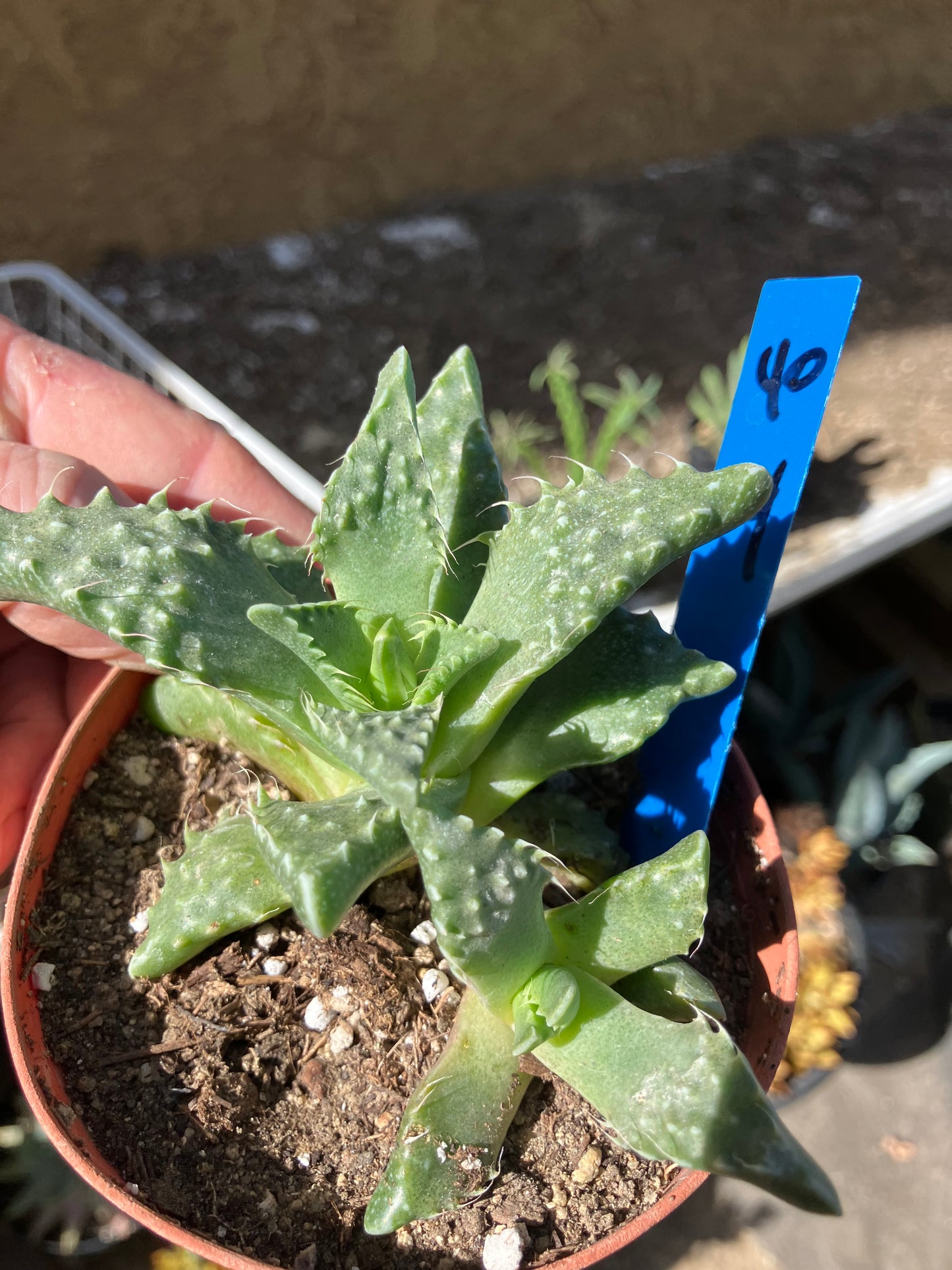 Faucaria tigrina Tiger Jaws 4"Wide #40B