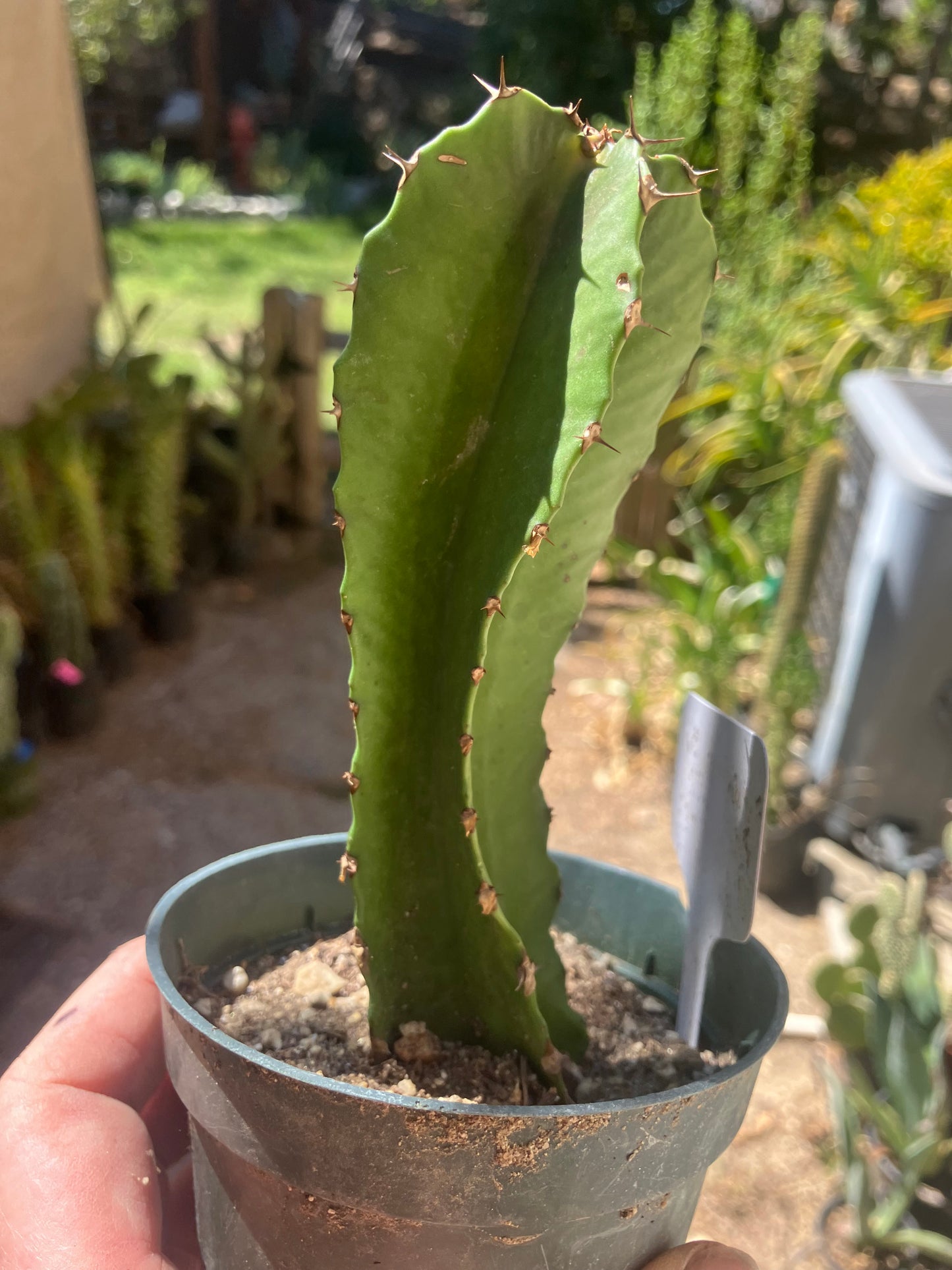 Euphorbia ingens Candelabra Tree Chocolate Drop 5.5”Tall #551W