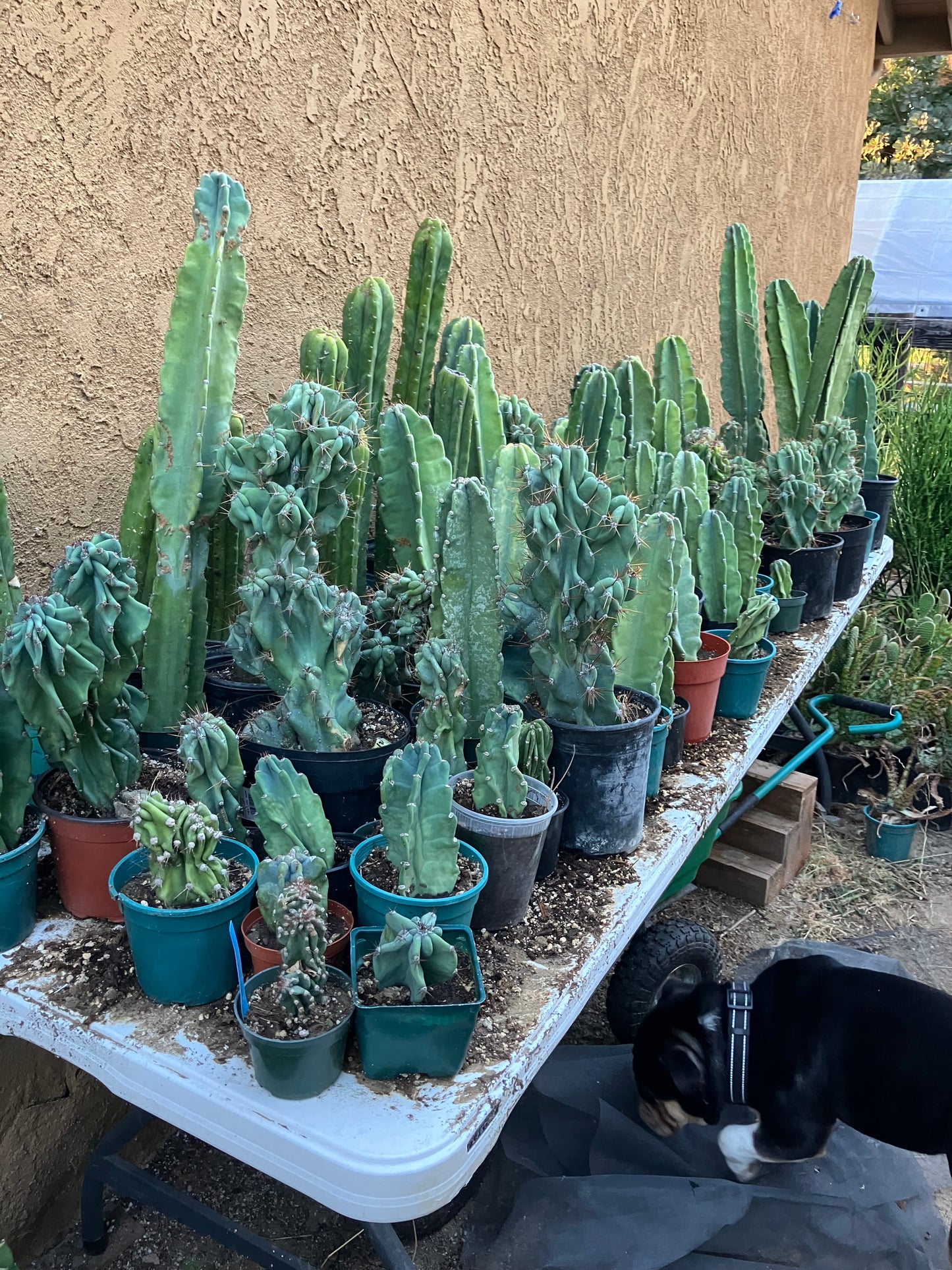 Cereus Peruvianus Monstrose Night Blooming 14”Tall #84W