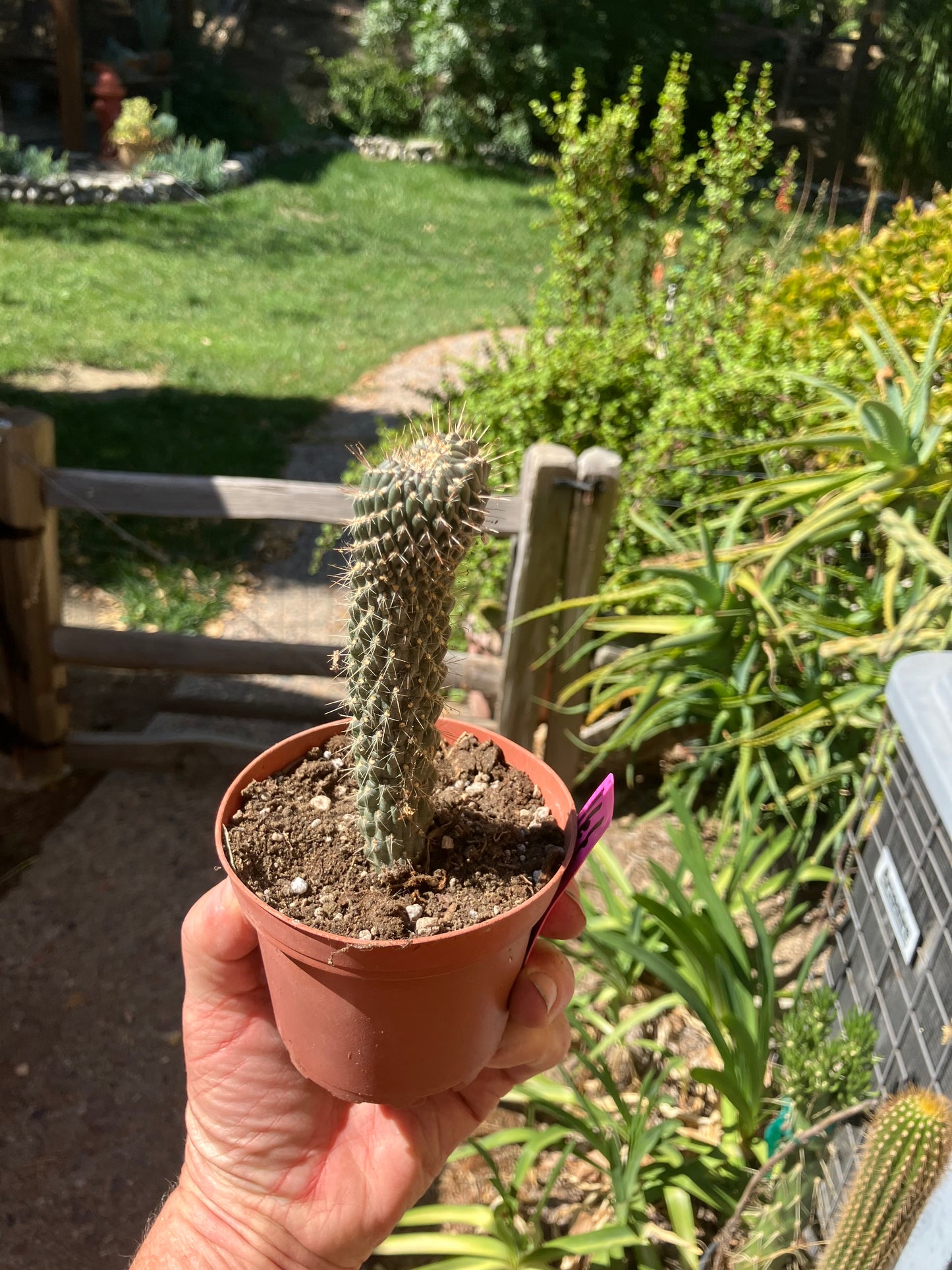 Cylindropuntia fulgida Cholla Boxing Glove Cactus Crest 4"Tall #166P