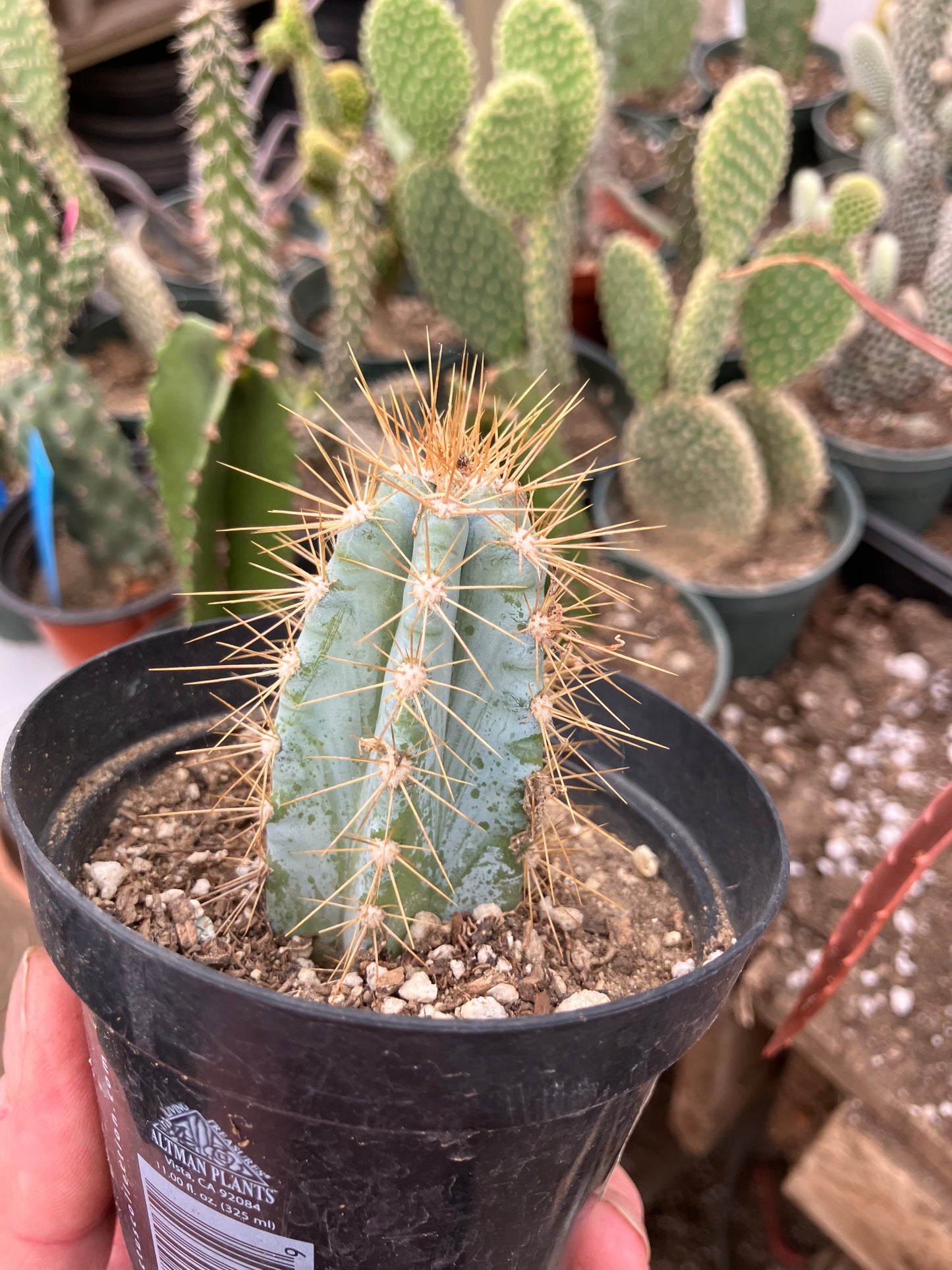 Pilosocereus Blue Azureus 2"Tall #12Y