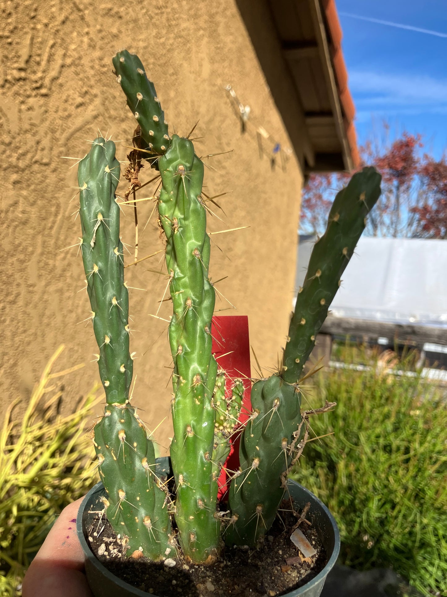 Cholla Cylindropuntia Imbricata  Buckhorn 7”Tall #9R*