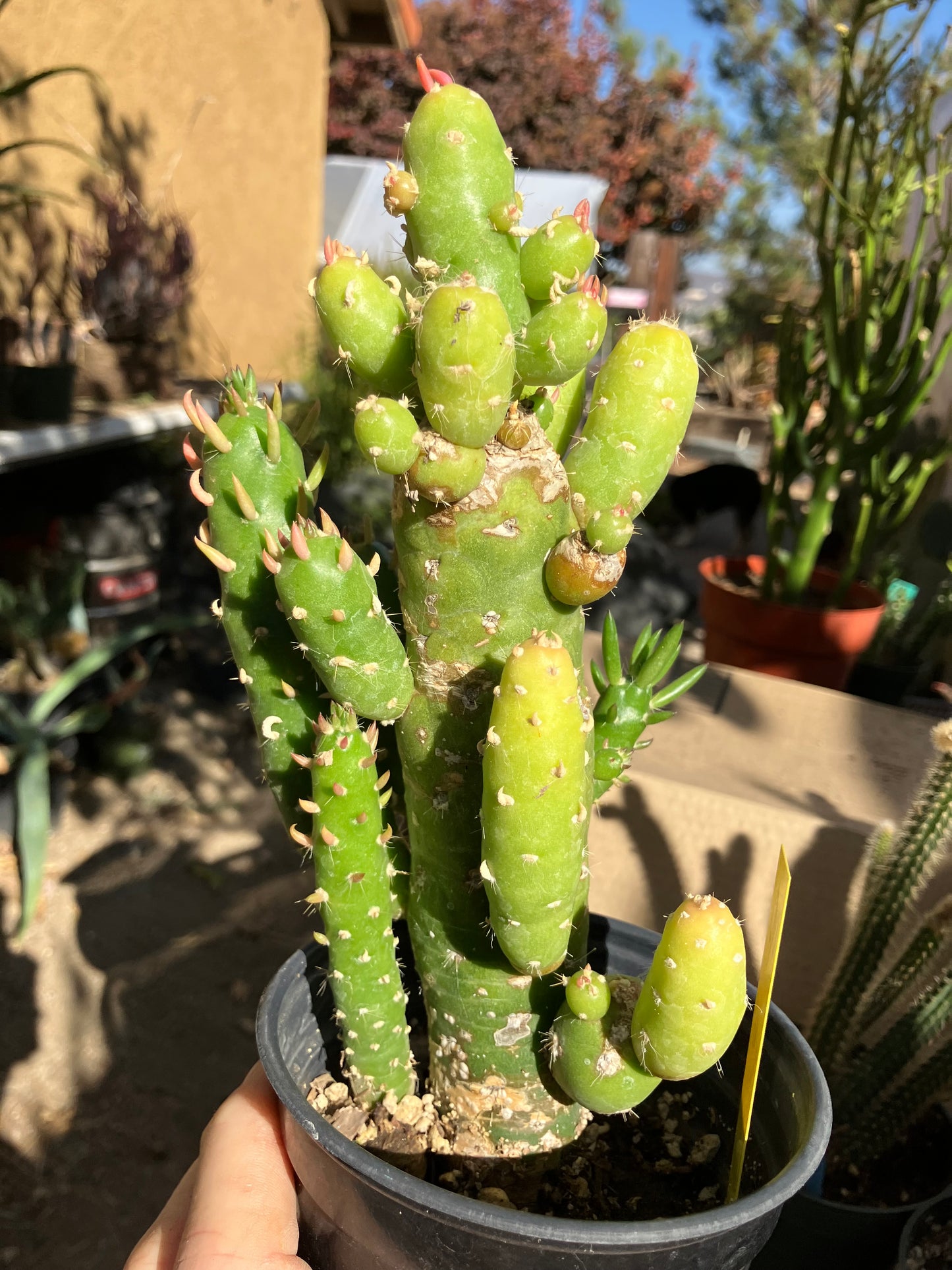 Austrocylindropuntia Cactus Gumbi Mini Eve's Needle 10"Tall #90Y