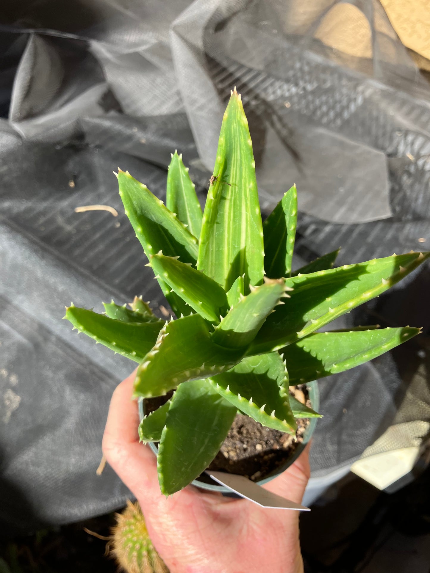 Aloe nobilis  Succulent 6" Tall #196W