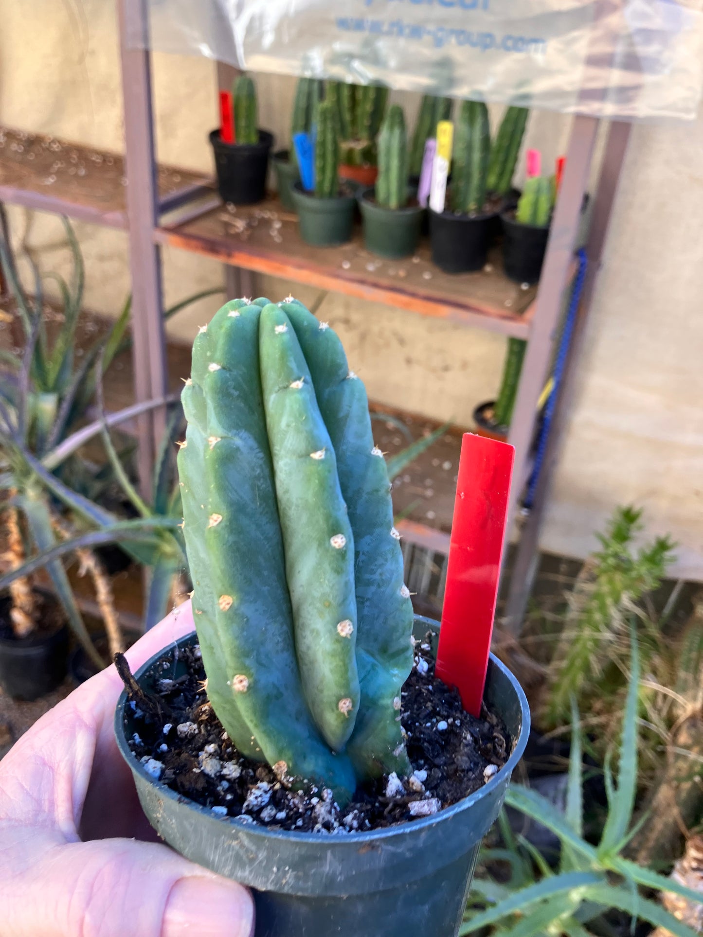 San Pedro Cactus - Trichocereus pachanoi 5"Tall #14R