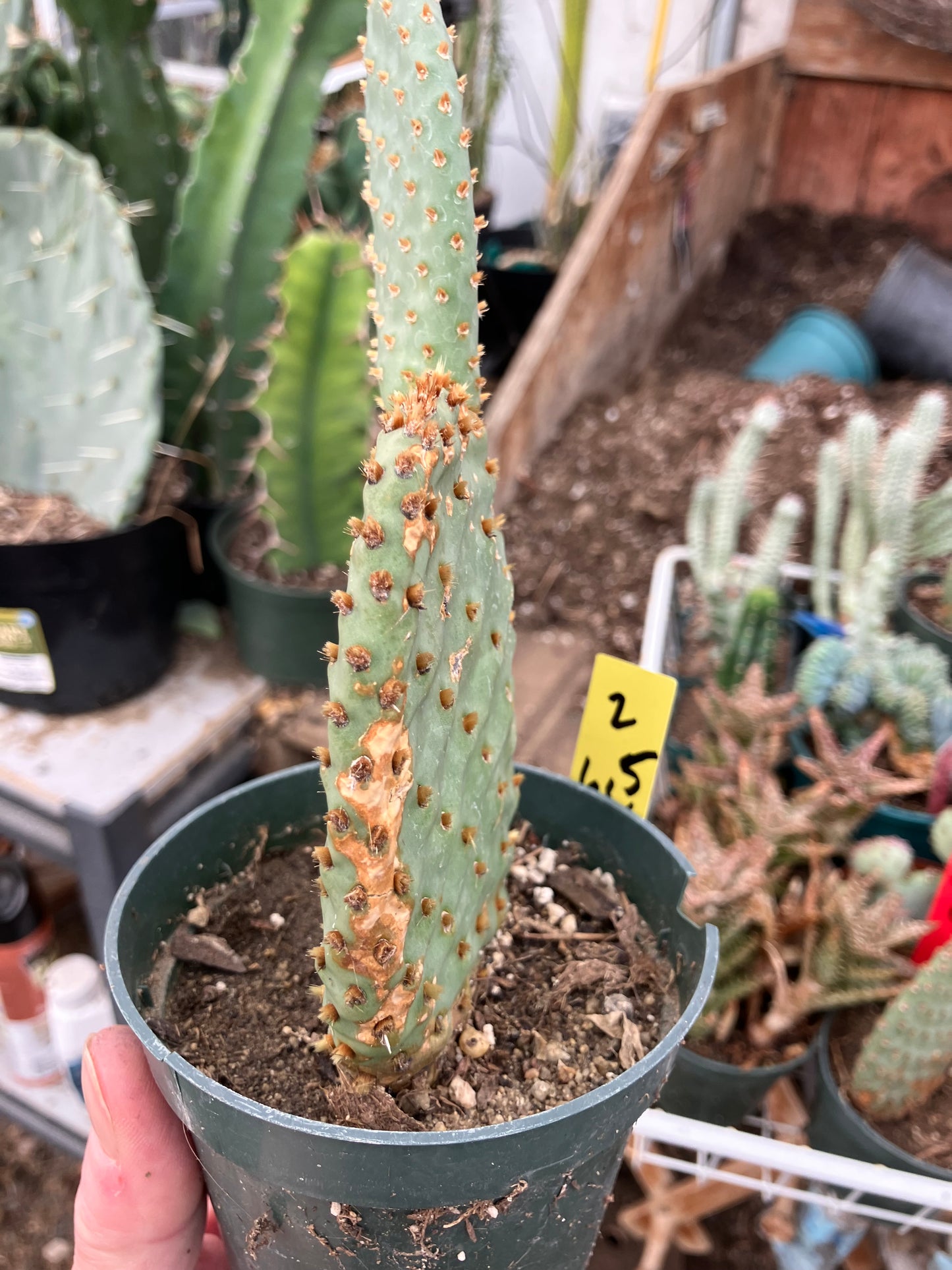 Opuntia ‘Orange Chiffon’ 6.5”Tall 3.5”Wide #2y