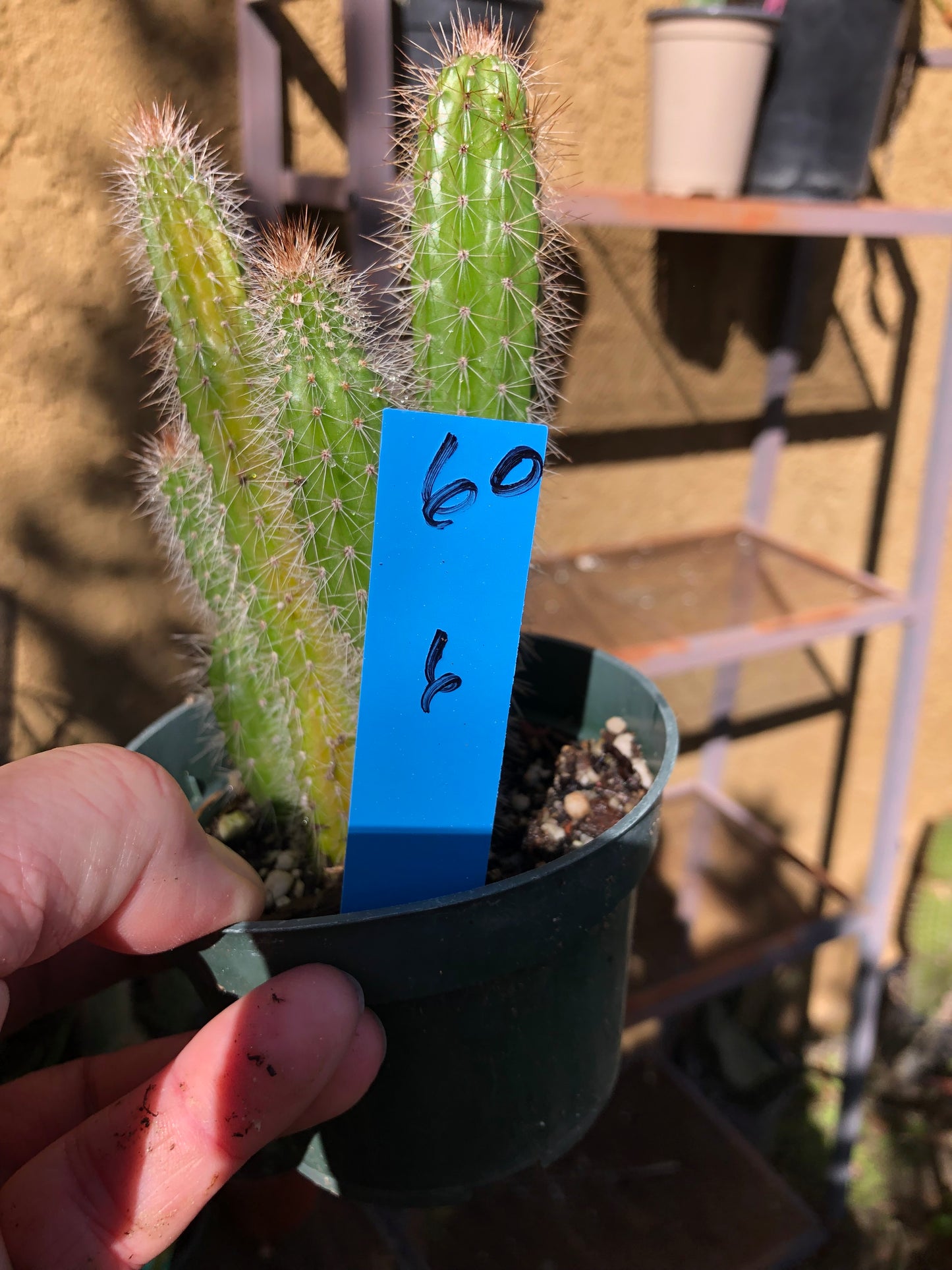 Echinocereus pensilis Snake Cactus Plant 6"Tall #60B