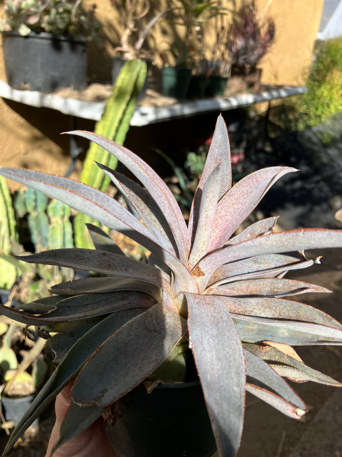 Agave hybrid Mangave Macho Mocha Succulent 6" Wide #60B