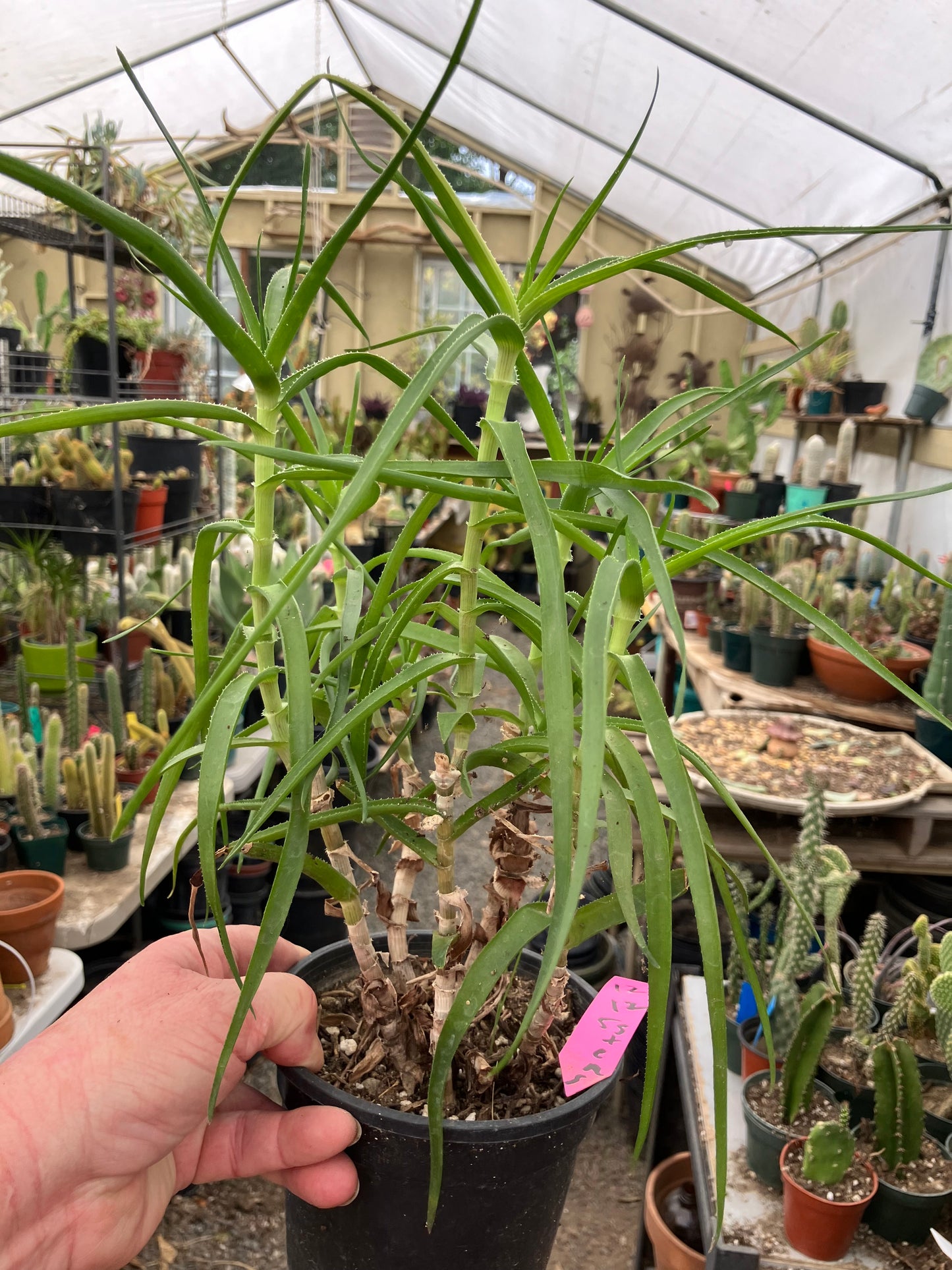 Aloe Ciliaris Climbing Succulent 12”Tall 5"Wide #12P