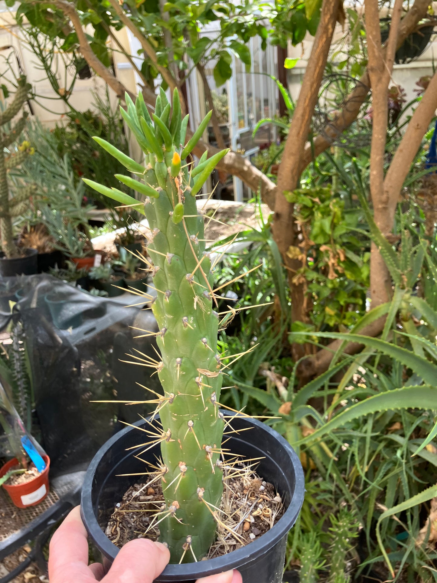 Austrocylindropuntia Full Size Eve's Needle 10"Tall