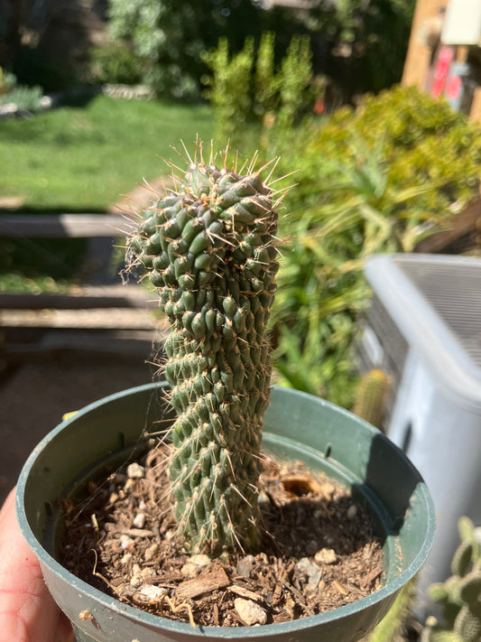 Cylindropuntia fulgida Cholla Boxing Glove Cactus Crest 4"Tall #14Y