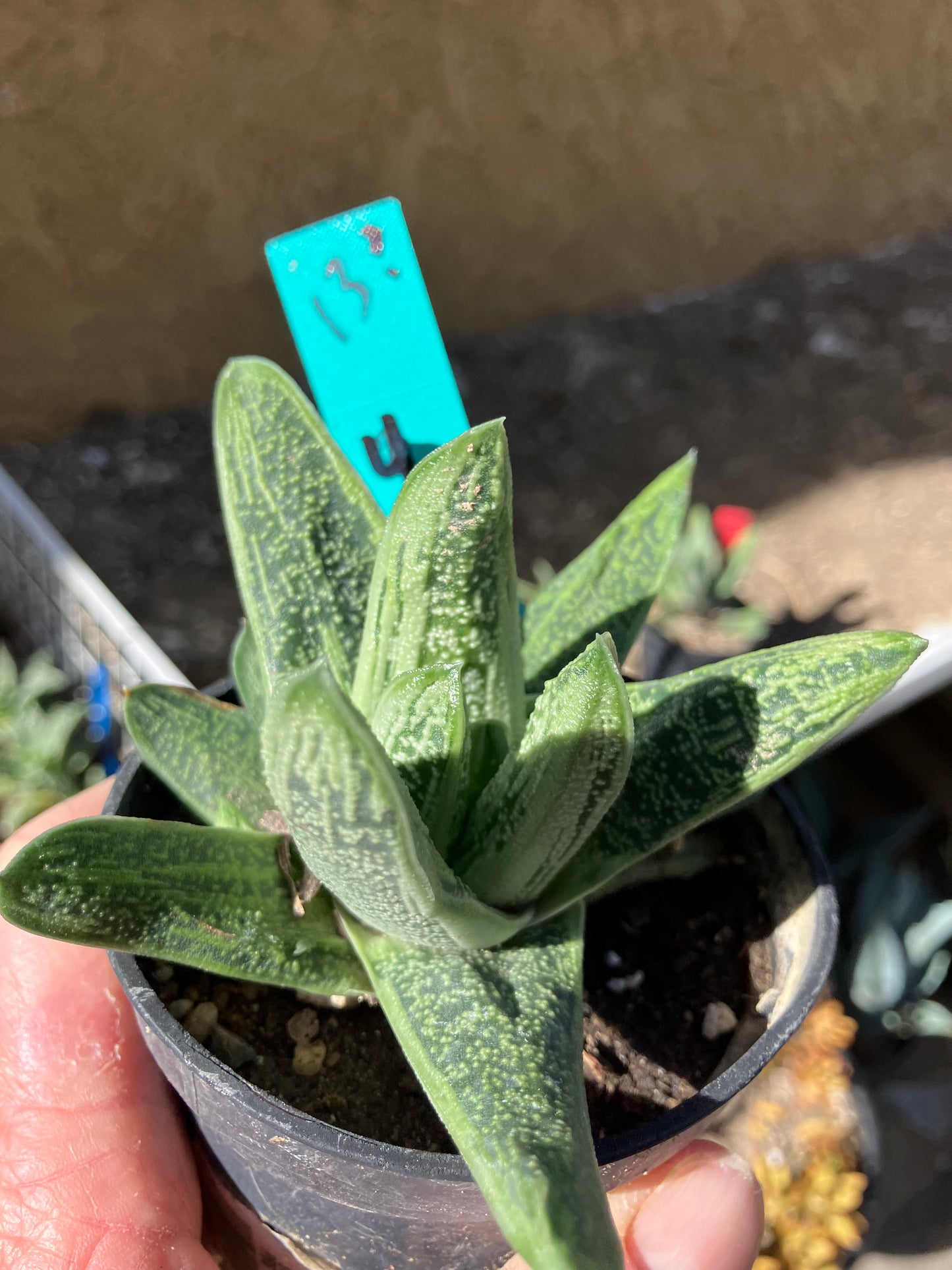 Gasteria Succulent Little Warty 4”Wide #13G