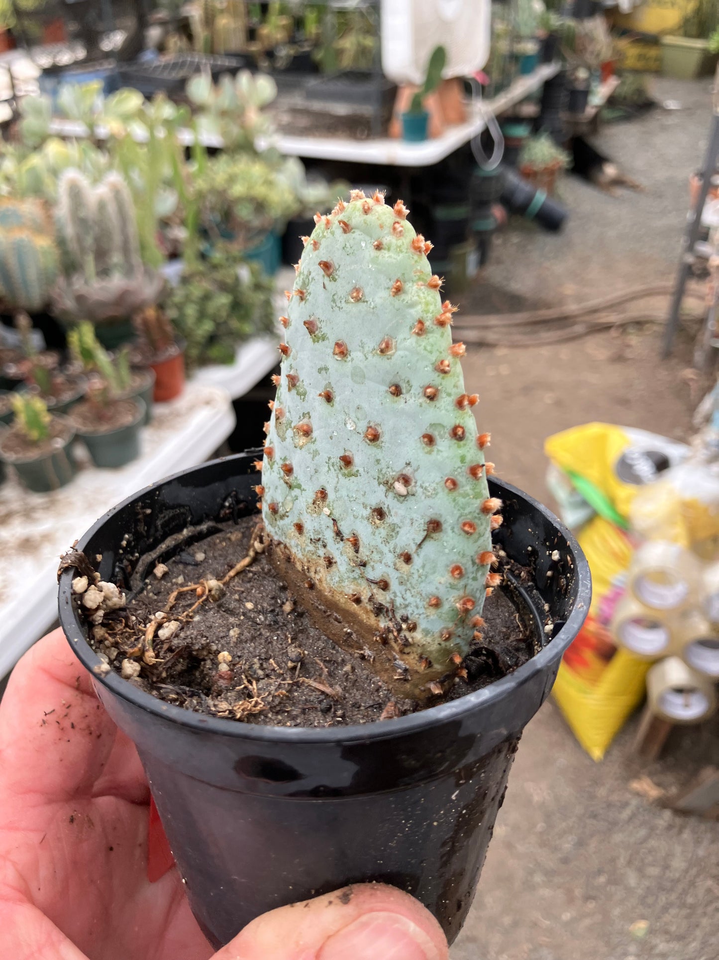 Opuntia Basilaris Beavertail Cactus 3"Tall #33R