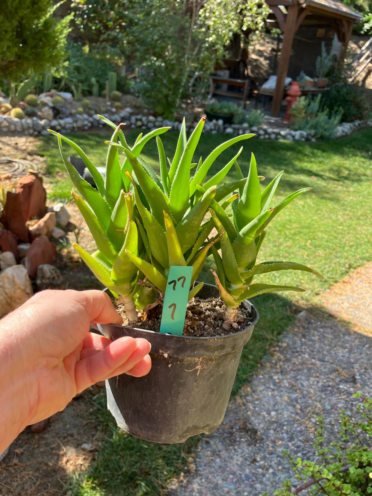 Aloe Ciliaris x Delaeti Hybrid Climbing Succulent 7”Tall 7"Wide #77G