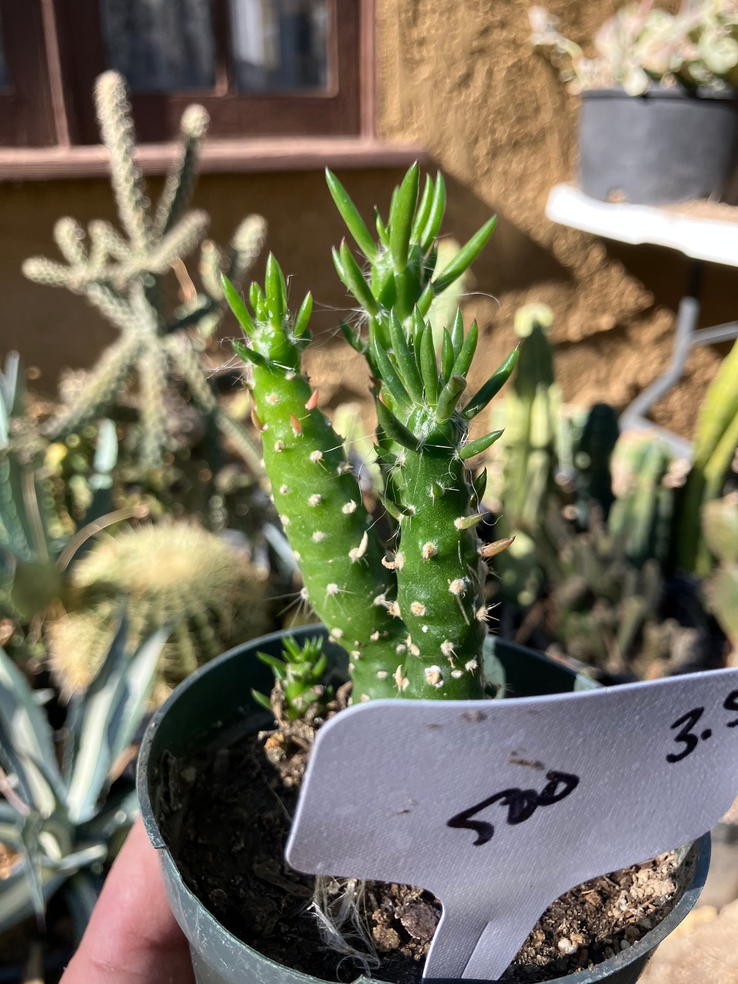 Austrocylindropuntia Cactus Gumbi Mini Eve's Needle 3.5"Tall #500W