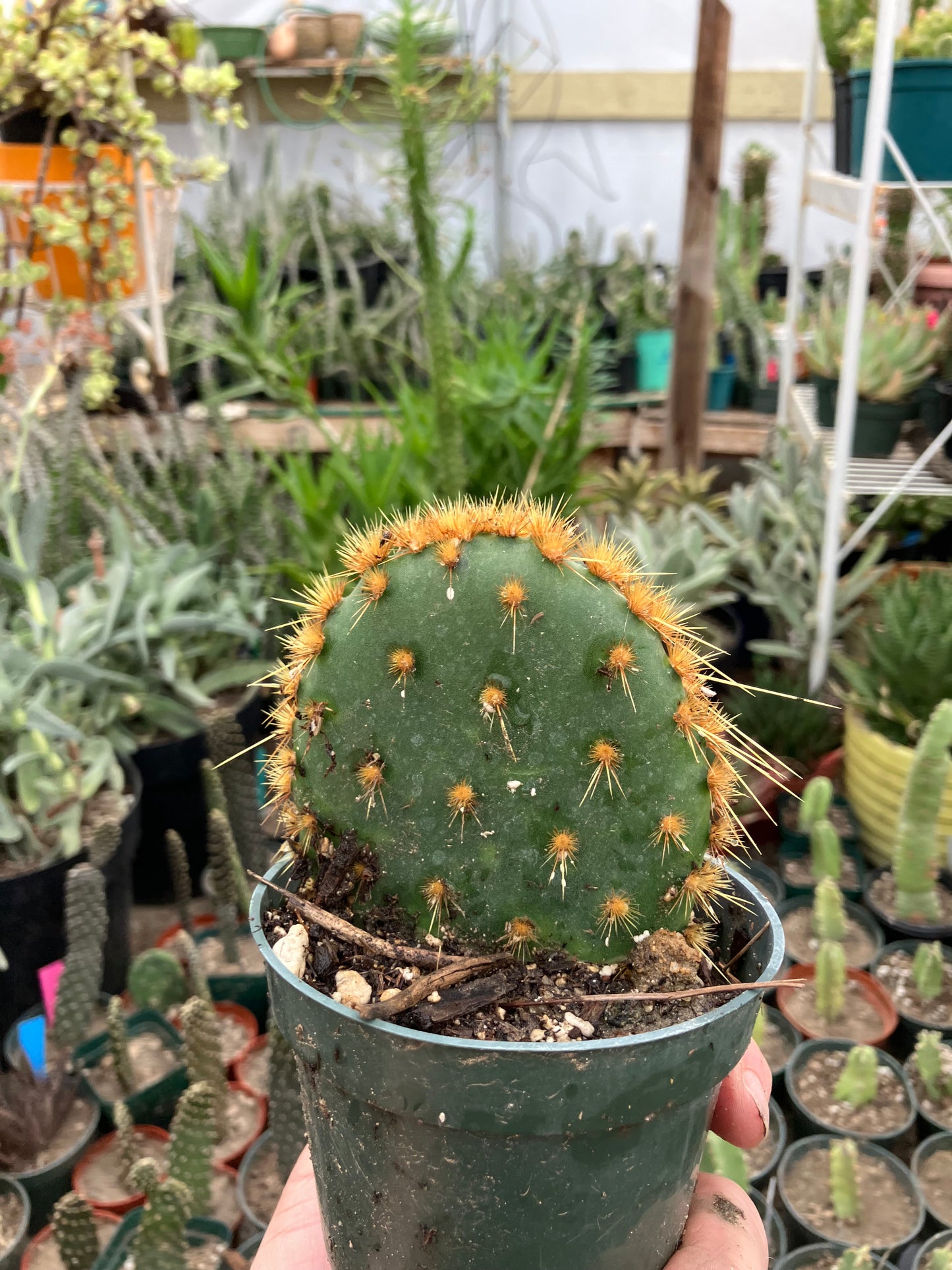 Opuntia Chenille Prickly Pear 4"Tall 4" Wide #24P