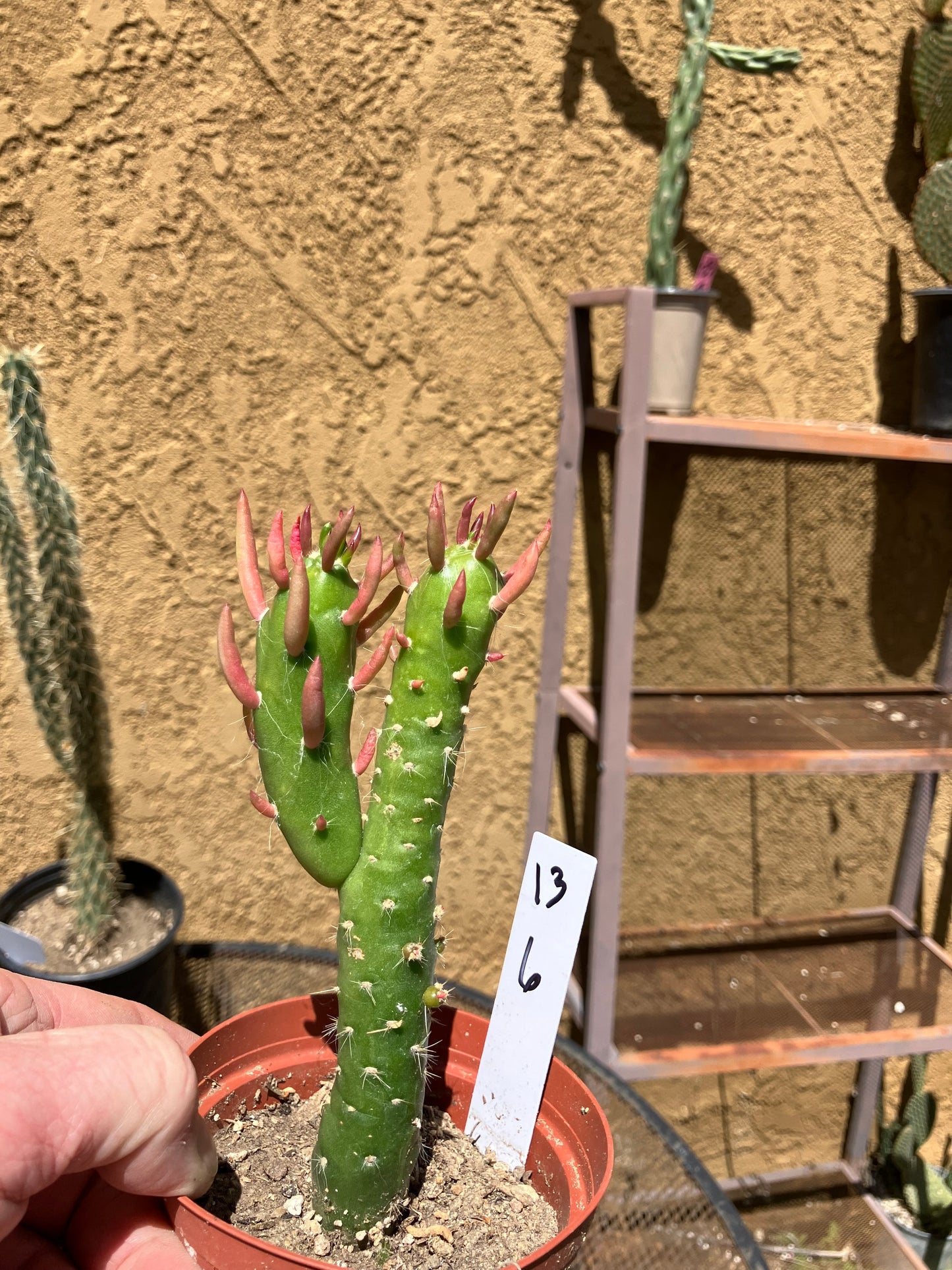 Austrocylindropuntia Cactus Gumbi Mini Eve's Needle 6"Tall #13W