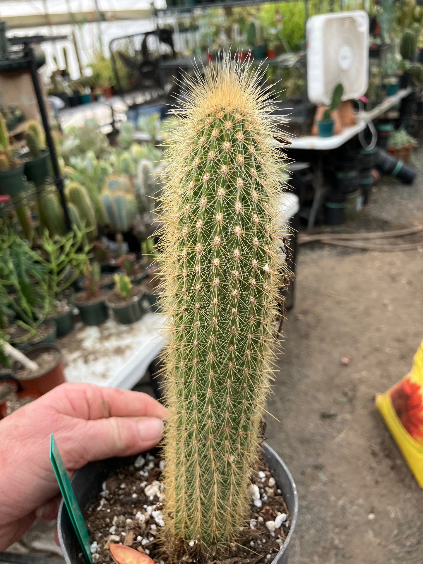 Cleistocactus hyalacanthus Cactus Columnar 9”Tall #90G