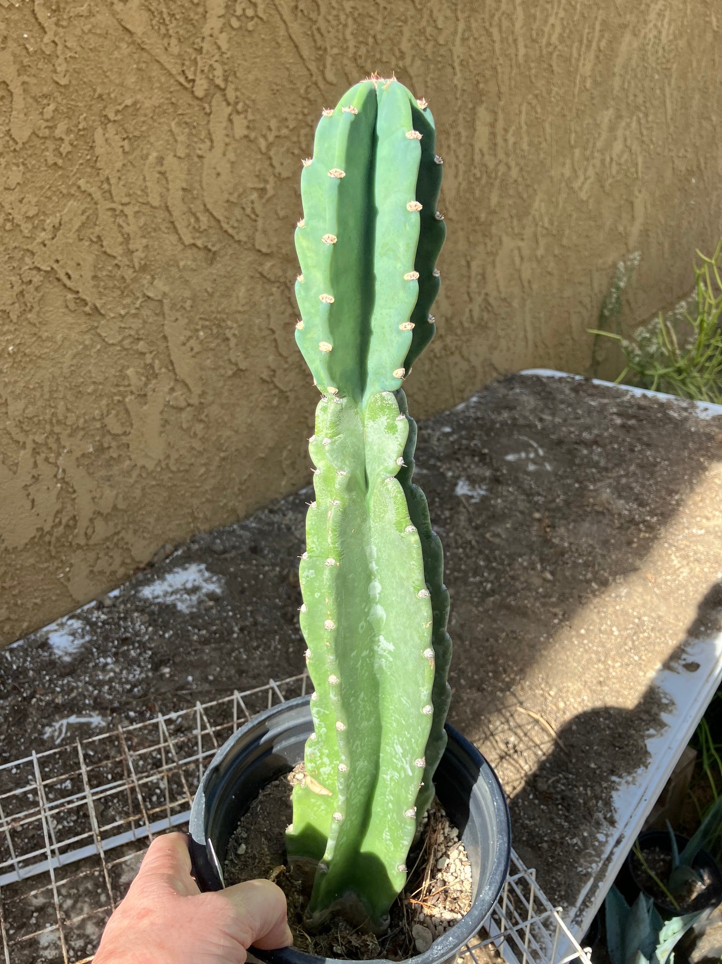 Cereus Peruvianus  Night Blooming 16"Tall#166W