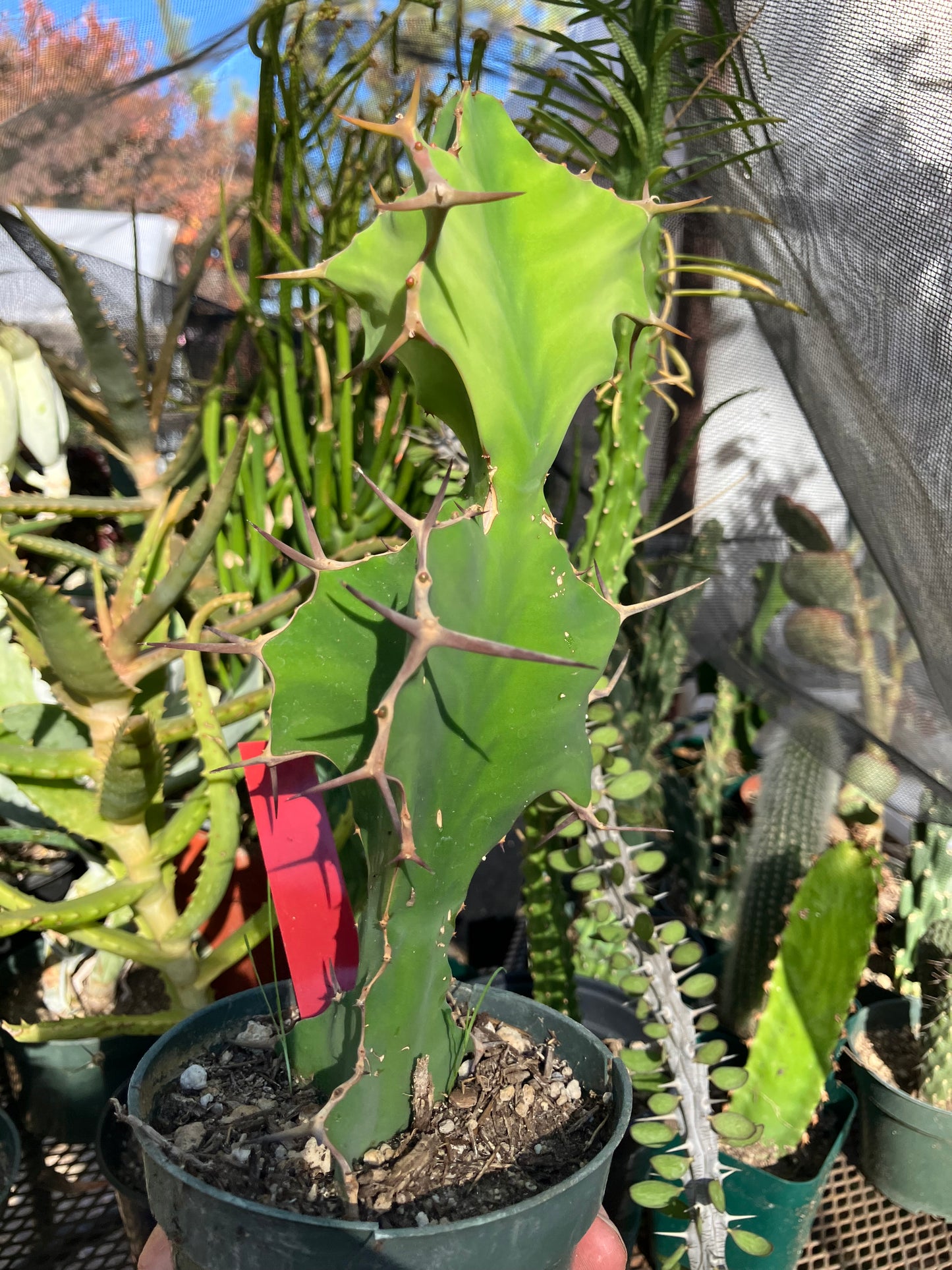 Euphorbia grandicornis Cow Horn 8.5”Tall #835R