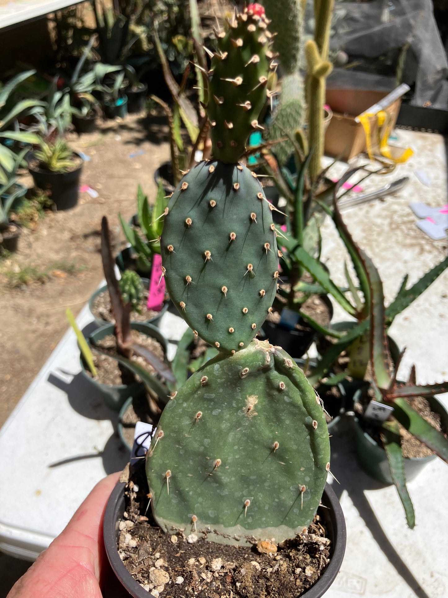 Opuntia quitensis Red Buttons Cactus 8" Tall #8W