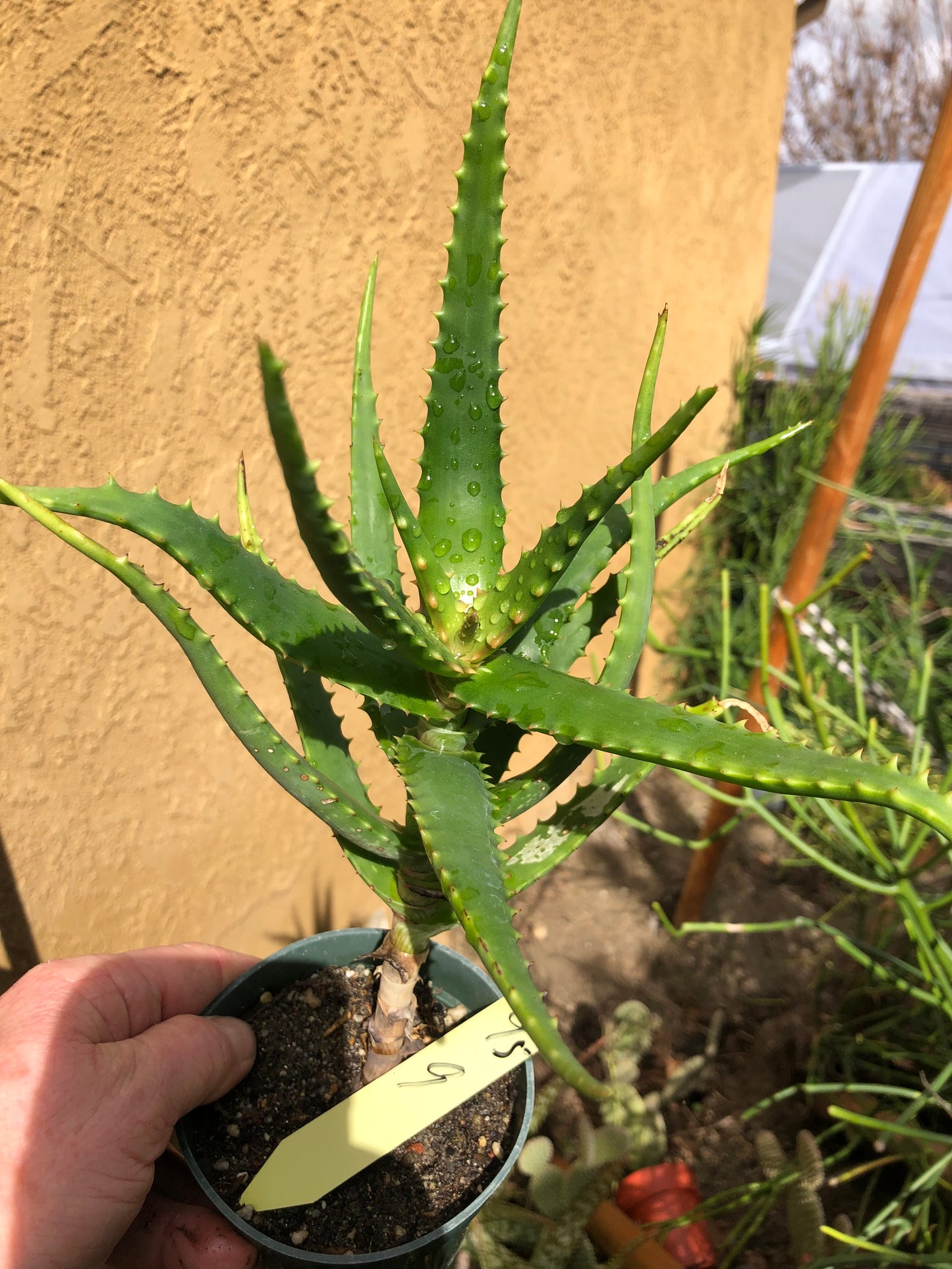 Aloe congolensis Congo Hybrid Succulent 9”Tall #95Y
