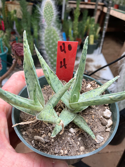 Aloe Hybrid Snow Drift Succulent 4”Wide #40R