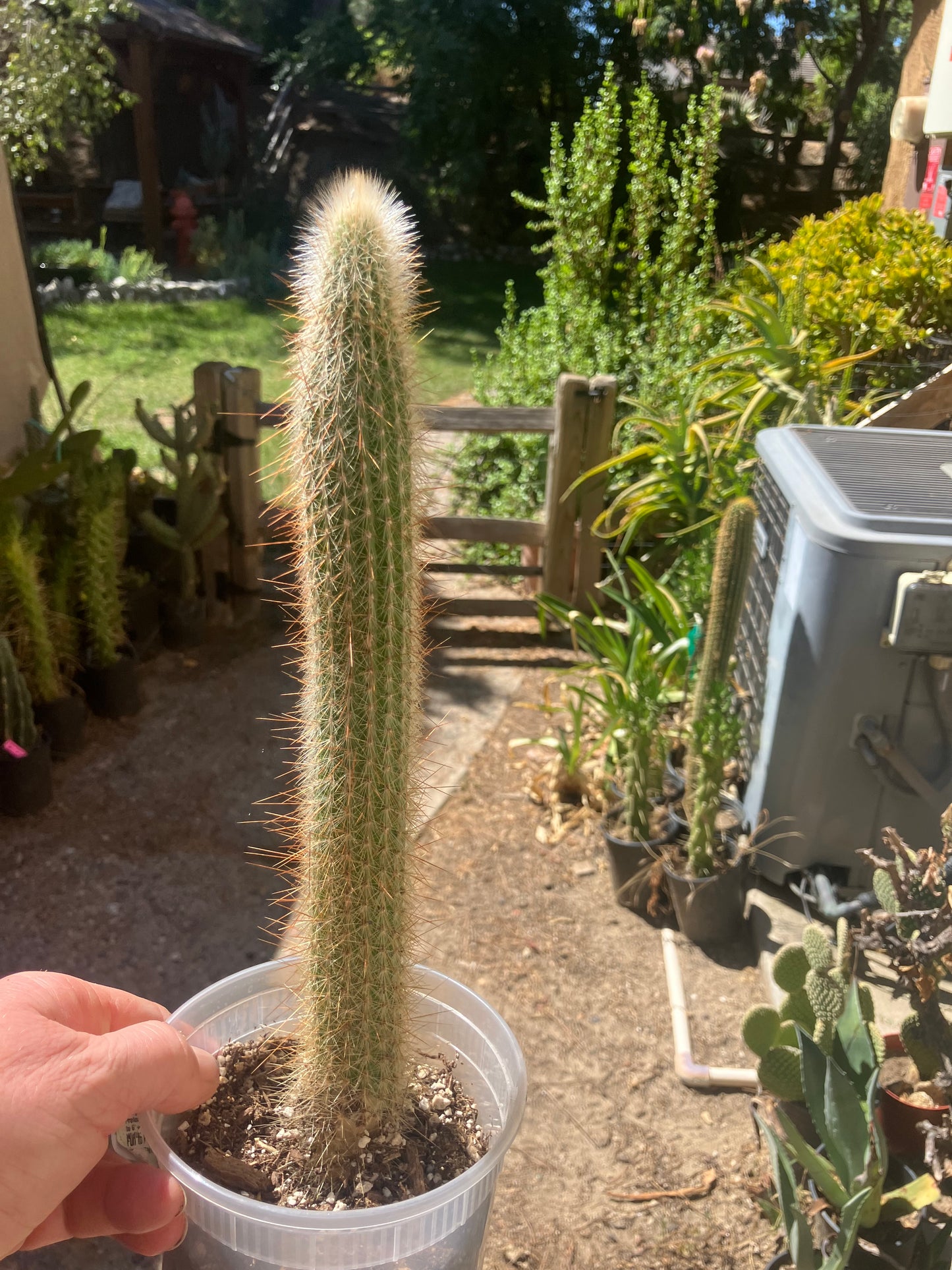 Cleistocactus Strausii Silver Torch Cactus 12”Tall #2W