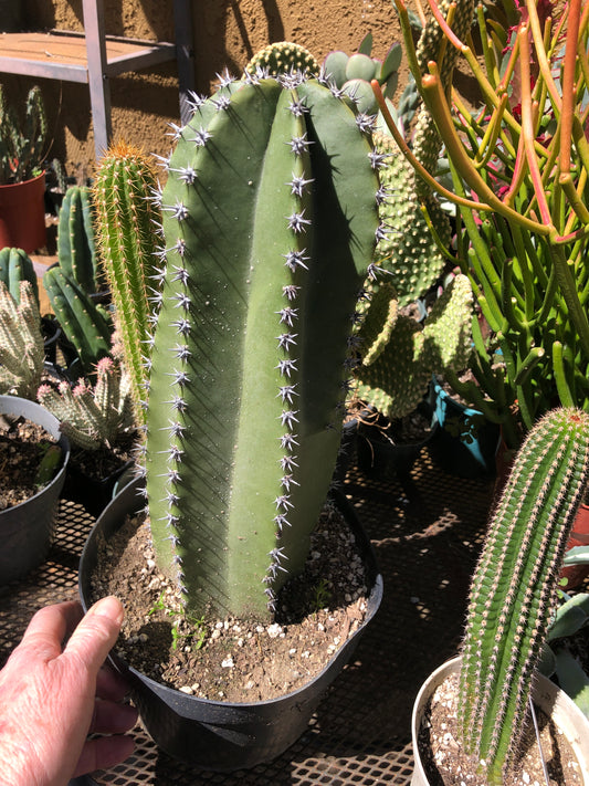 Senita Cactus Pachycereus Schottii 13" Tall 15" Circ #135W