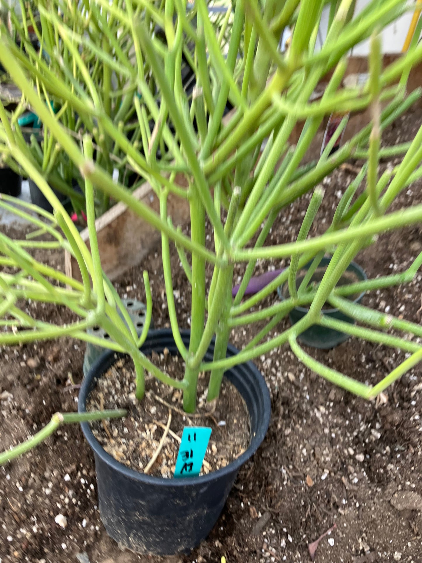 Euphorbia tirucalli Pencil Cactus/Succulent 31"Tall 19"Wide #11G