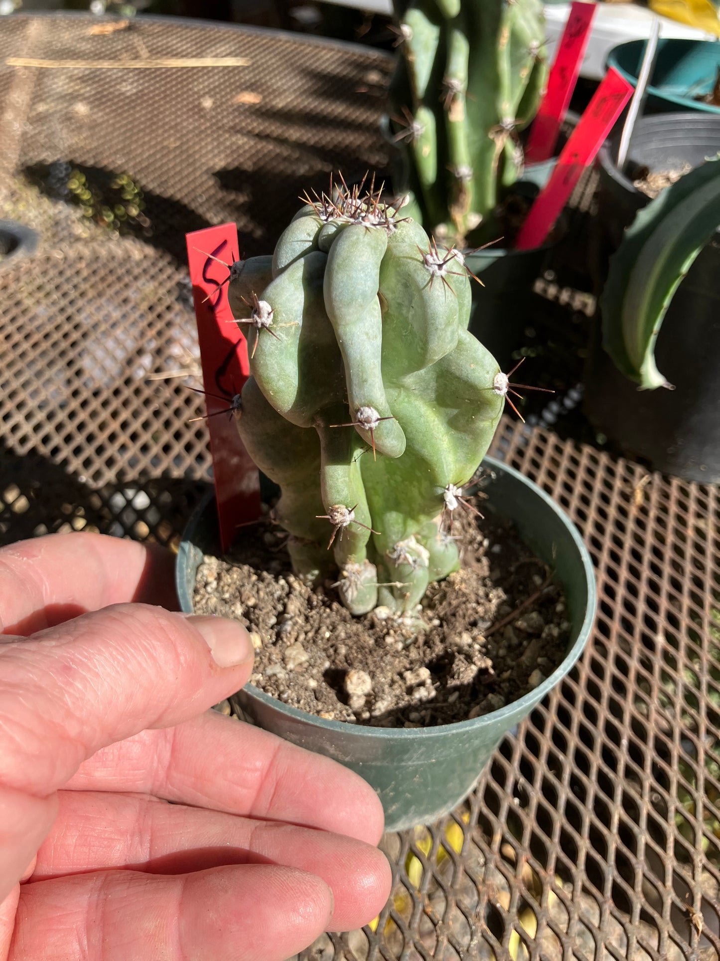 Cereus Peruvianus Monstrose Night Blooming 5”Tall #5R