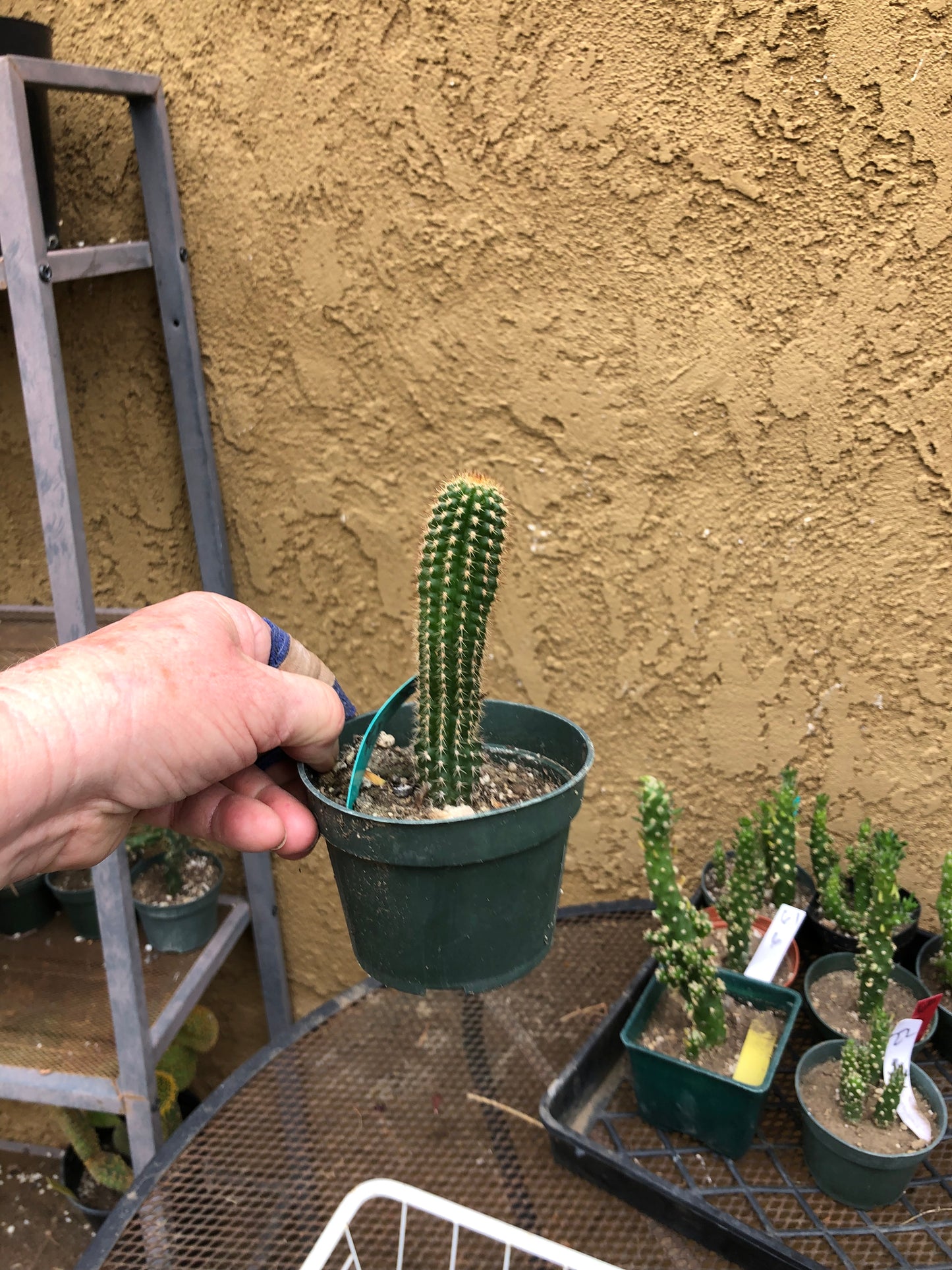 Trichocereus brevispinulosus Indian Comb Cactus 4.5"Tall #33G