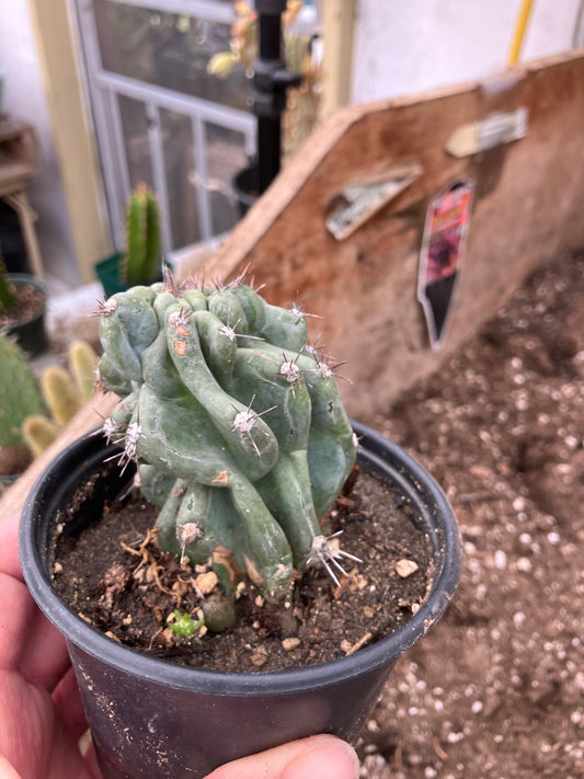 Cereus Peruvianus Monstrose Night Blooming 3"Tall #13G