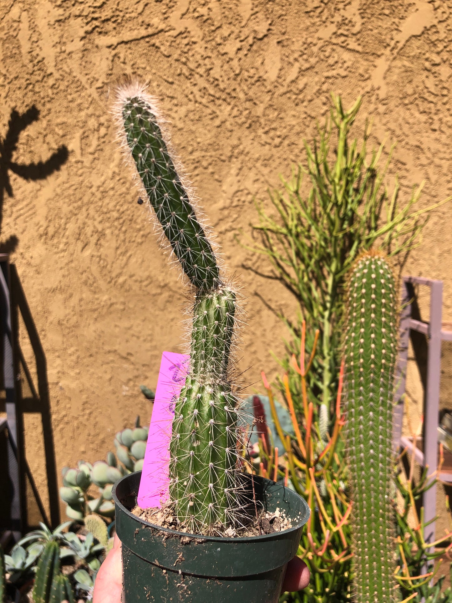 Echinocereus pensilis Snake Cactus Plant 9"Tall #27P