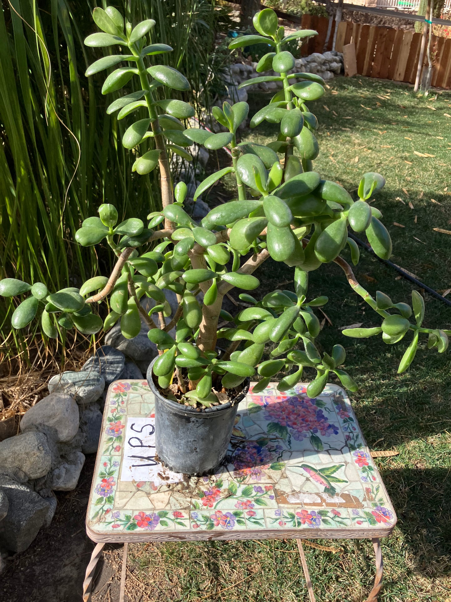 Crassula Ovata Money Jade 22”T 16"W #6Y