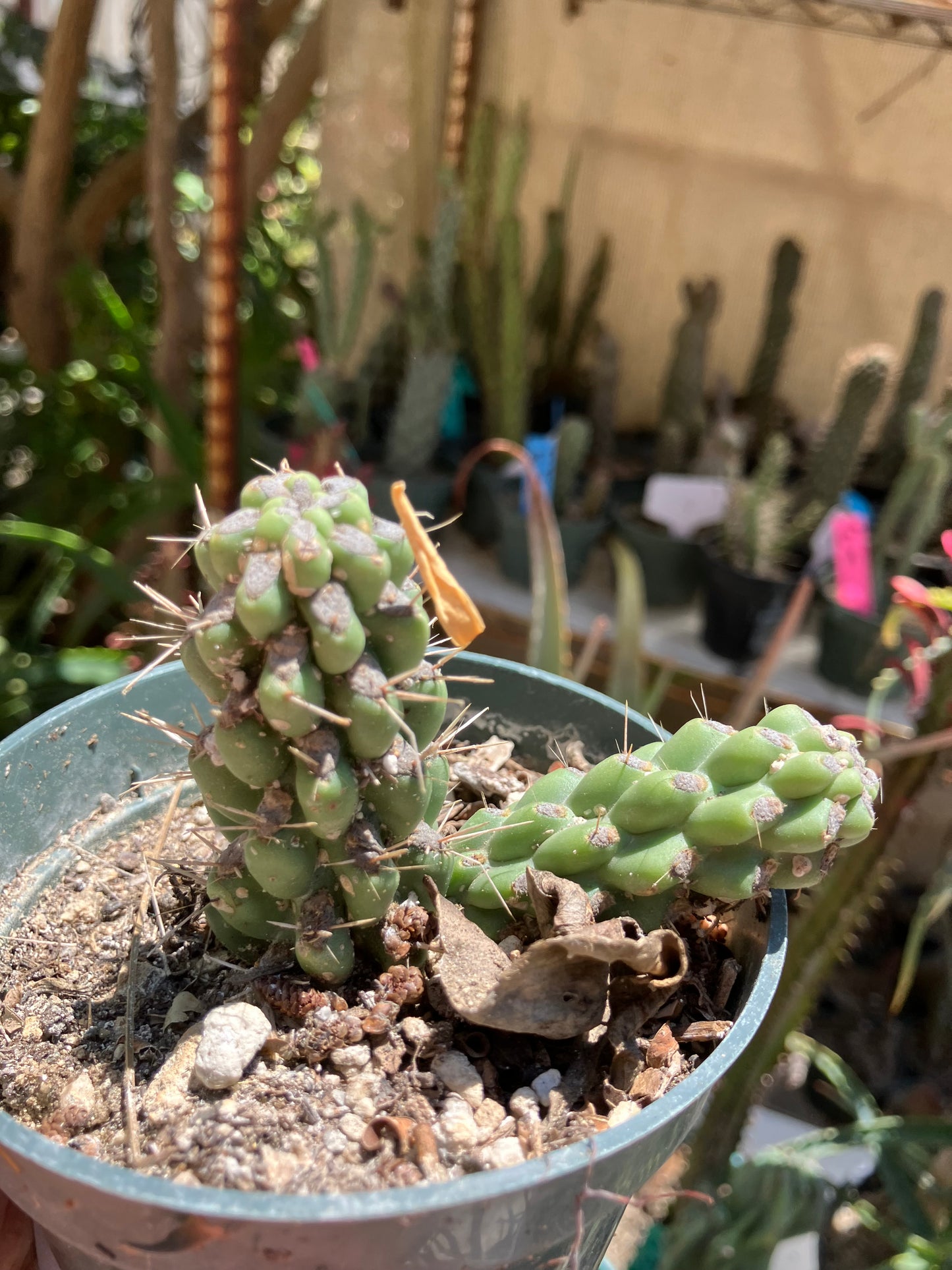 Cholla Cylindropuntia  Buckhorn  Cactus 2”Tall #22W