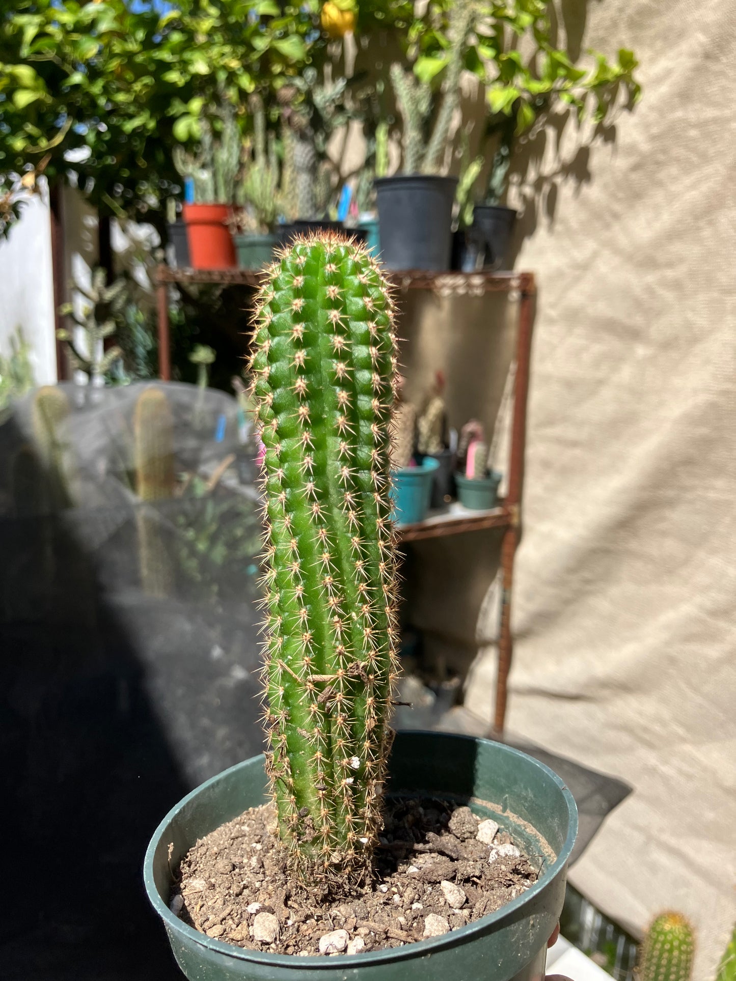 Pachycereus pecten-aboriginum
 Indian Comb Cactus 6"Tall #67B