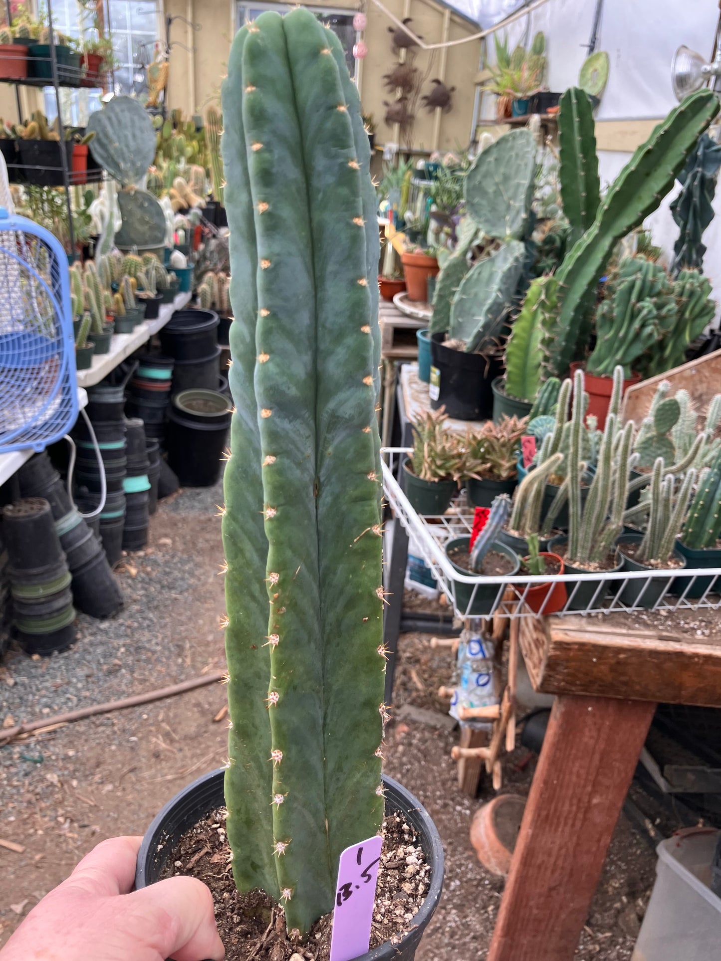 San Pedro Cactus - Trichocereus pachanoi 13.5"Tall #1Pu