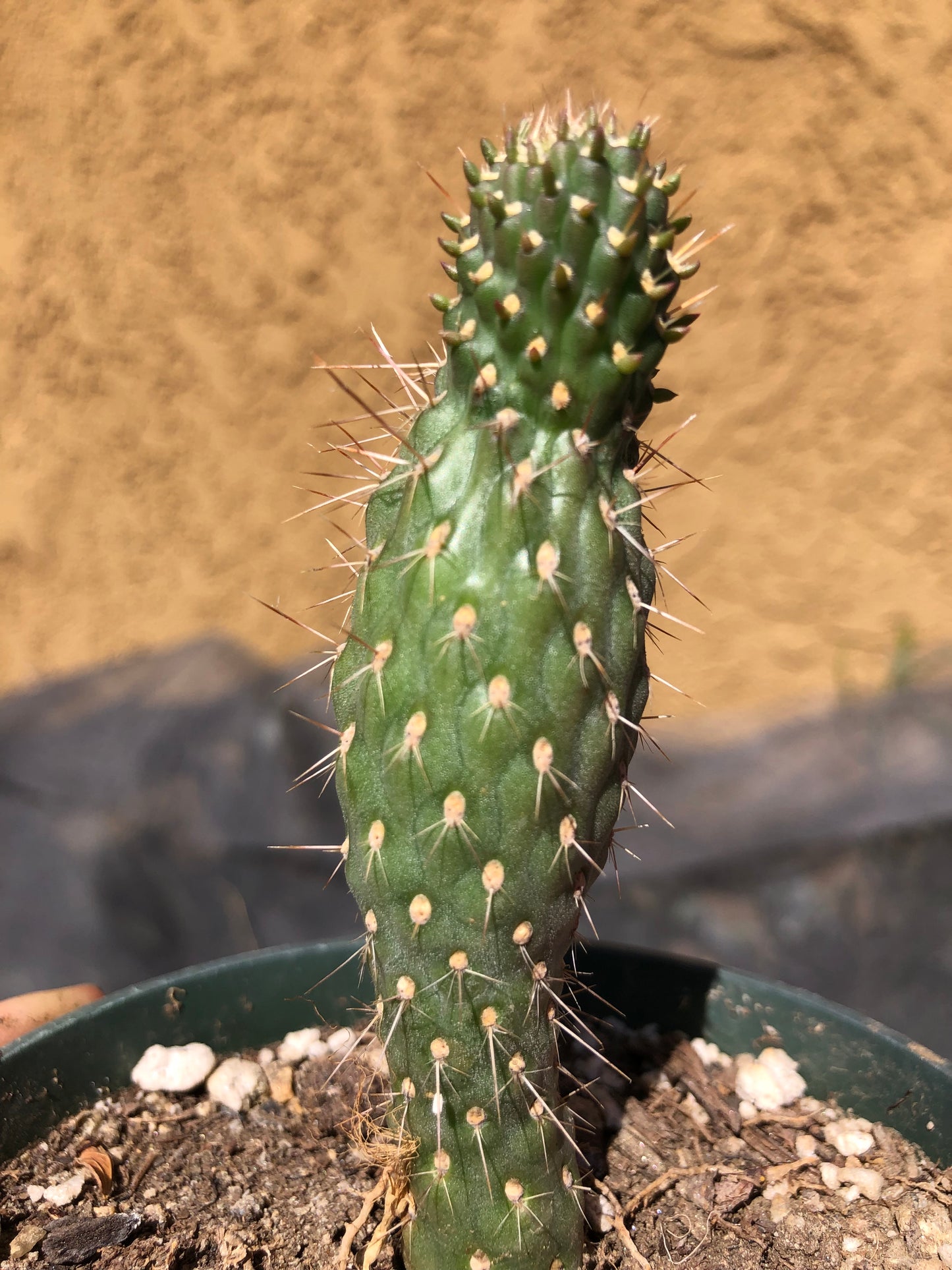 Cylindropuntia fulgida Cholla Boxing Glove Cactus Crest 3"Tall #P
