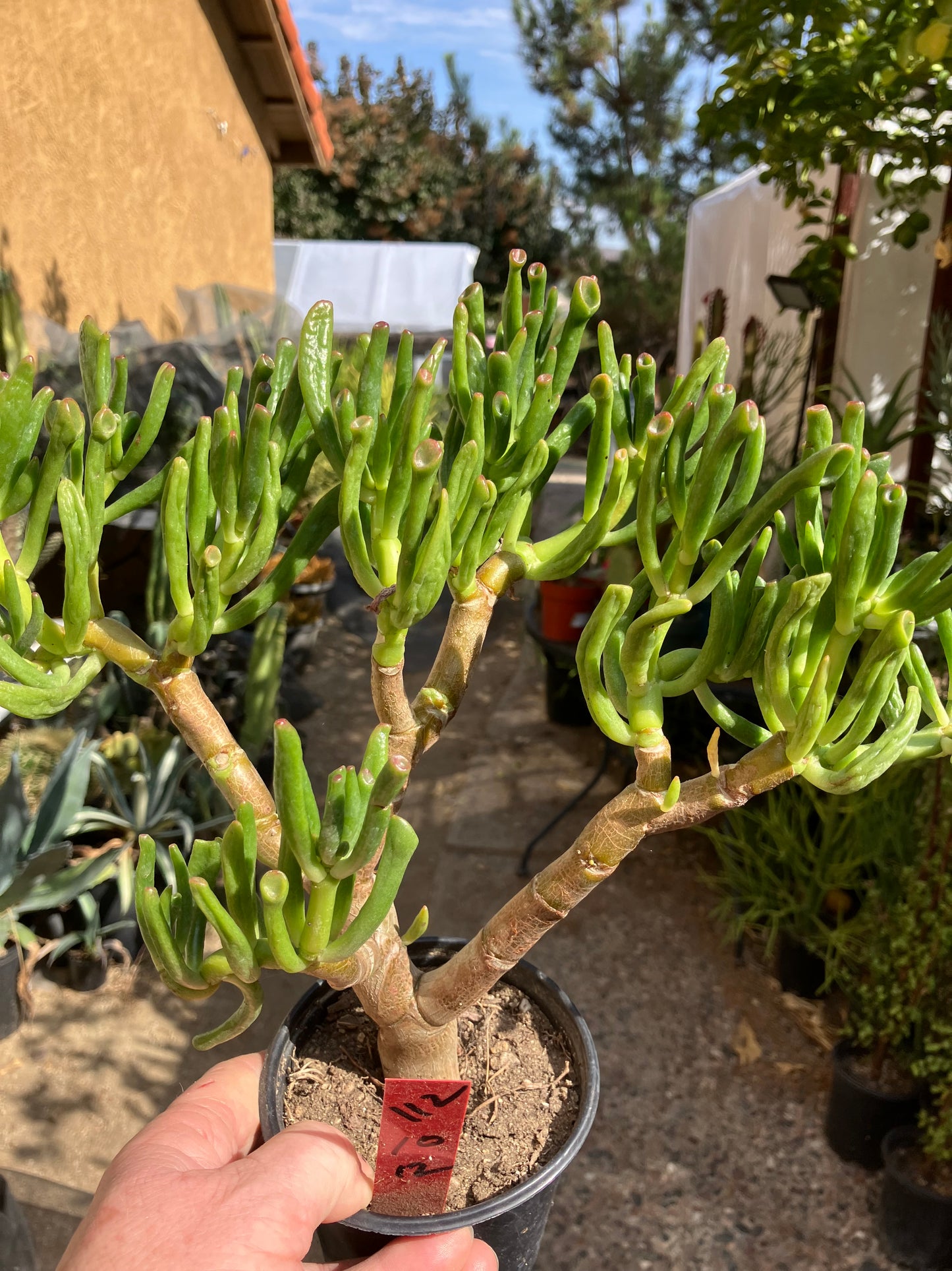 Crassula Gollum Jade Succulent Bonsai Style Living Plant 10”Tall #112R