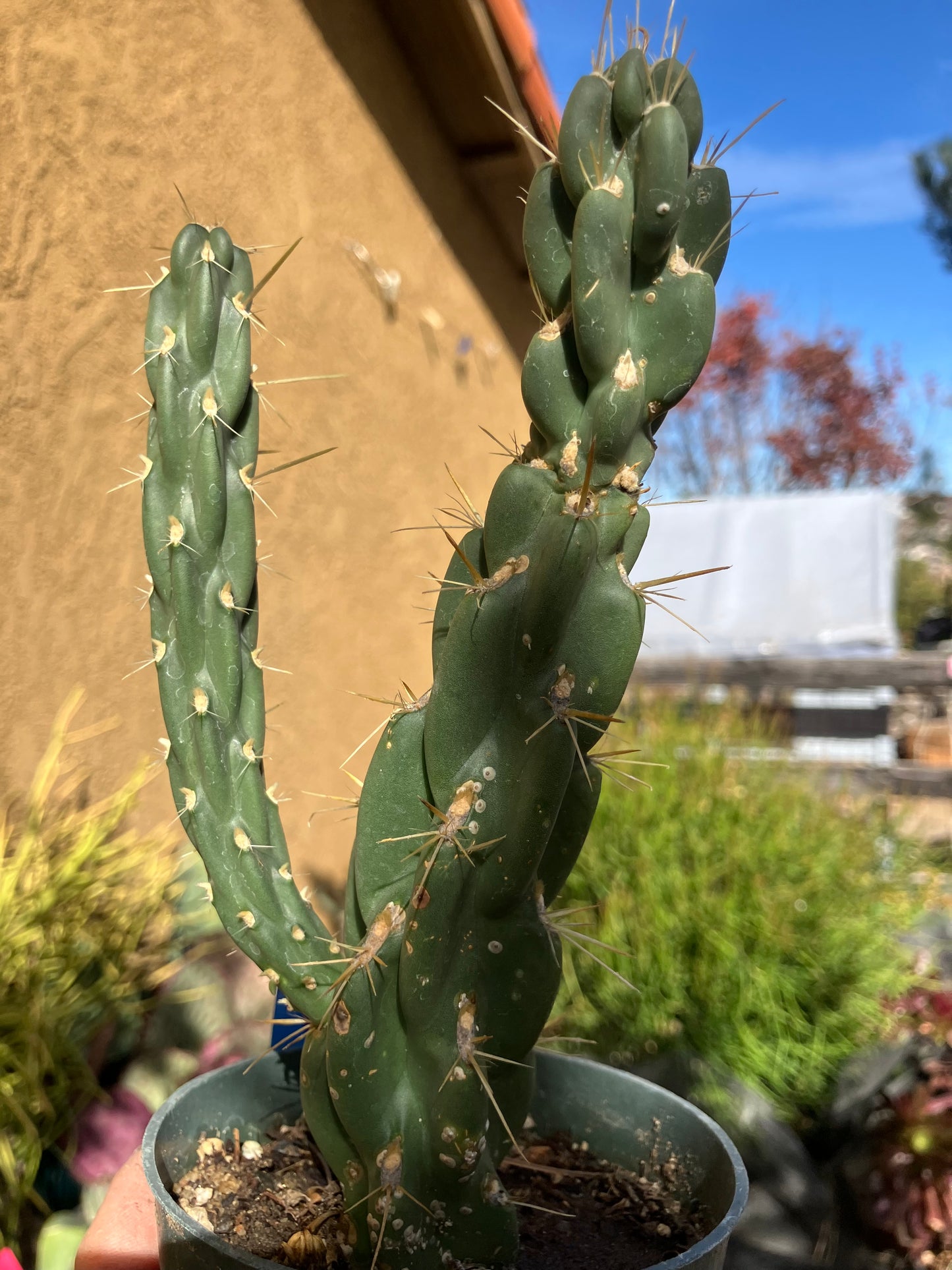 Buckhorn Cholla 7"Tall #13B*