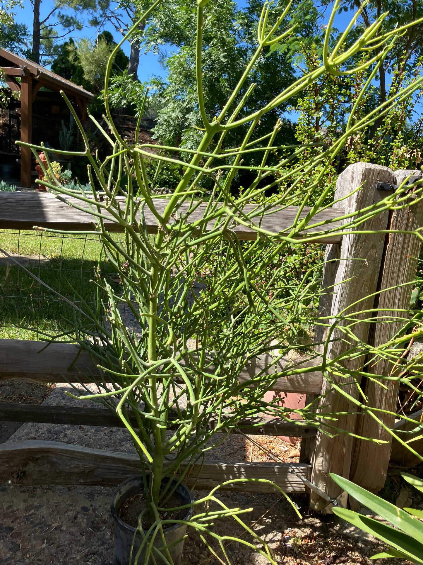 Euphorbia tirucalli Pencil Cactus 40"Tall 19"Wide #94P